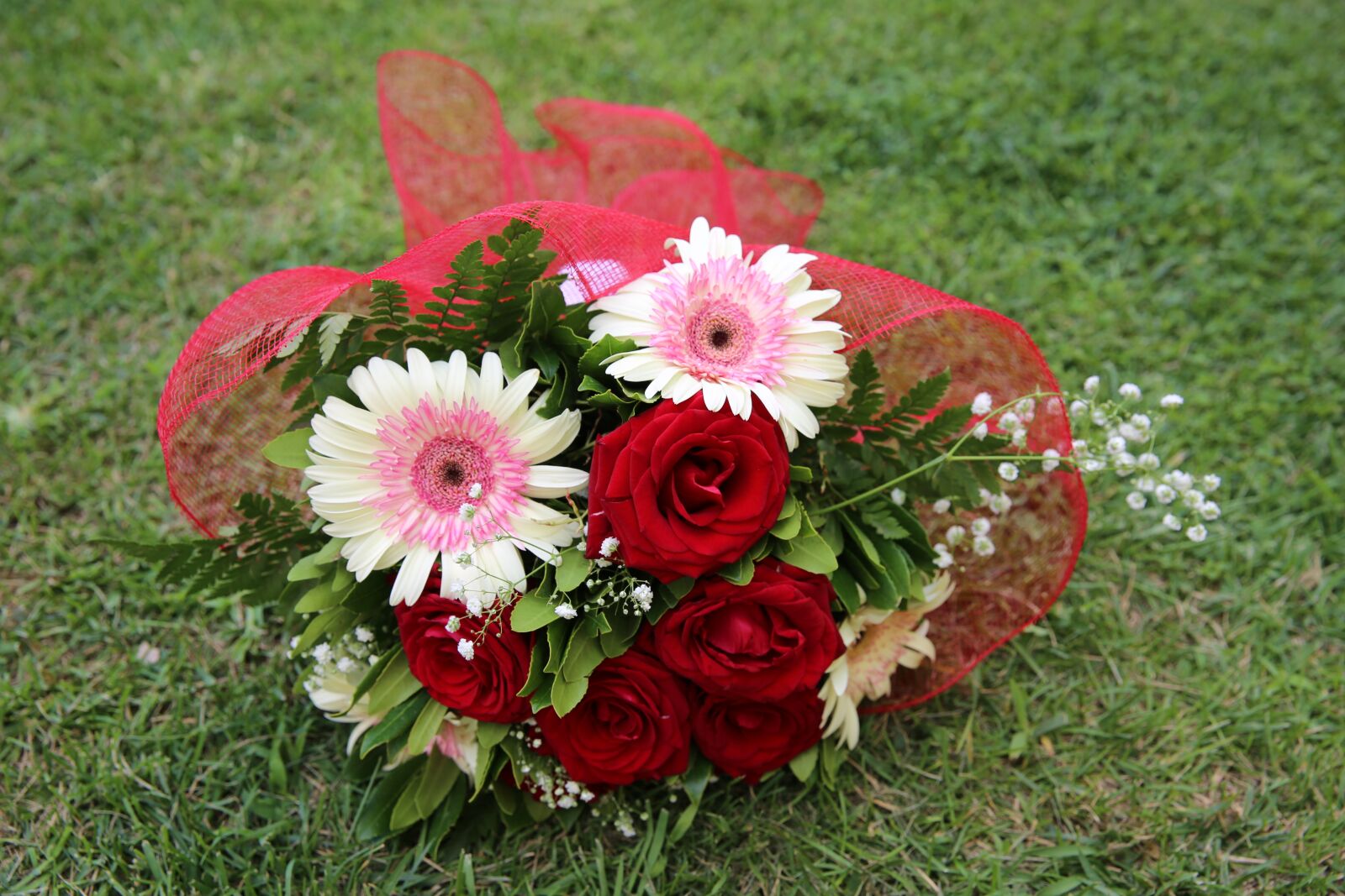 Canon EF 24-70mm F2.8L II USM sample photo. Flower, grass, rose photography