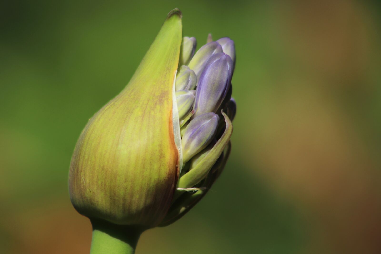 Canon EOS 800D (EOS Rebel T7i / EOS Kiss X9i) sample photo. Agapanthus, bud, love flower photography