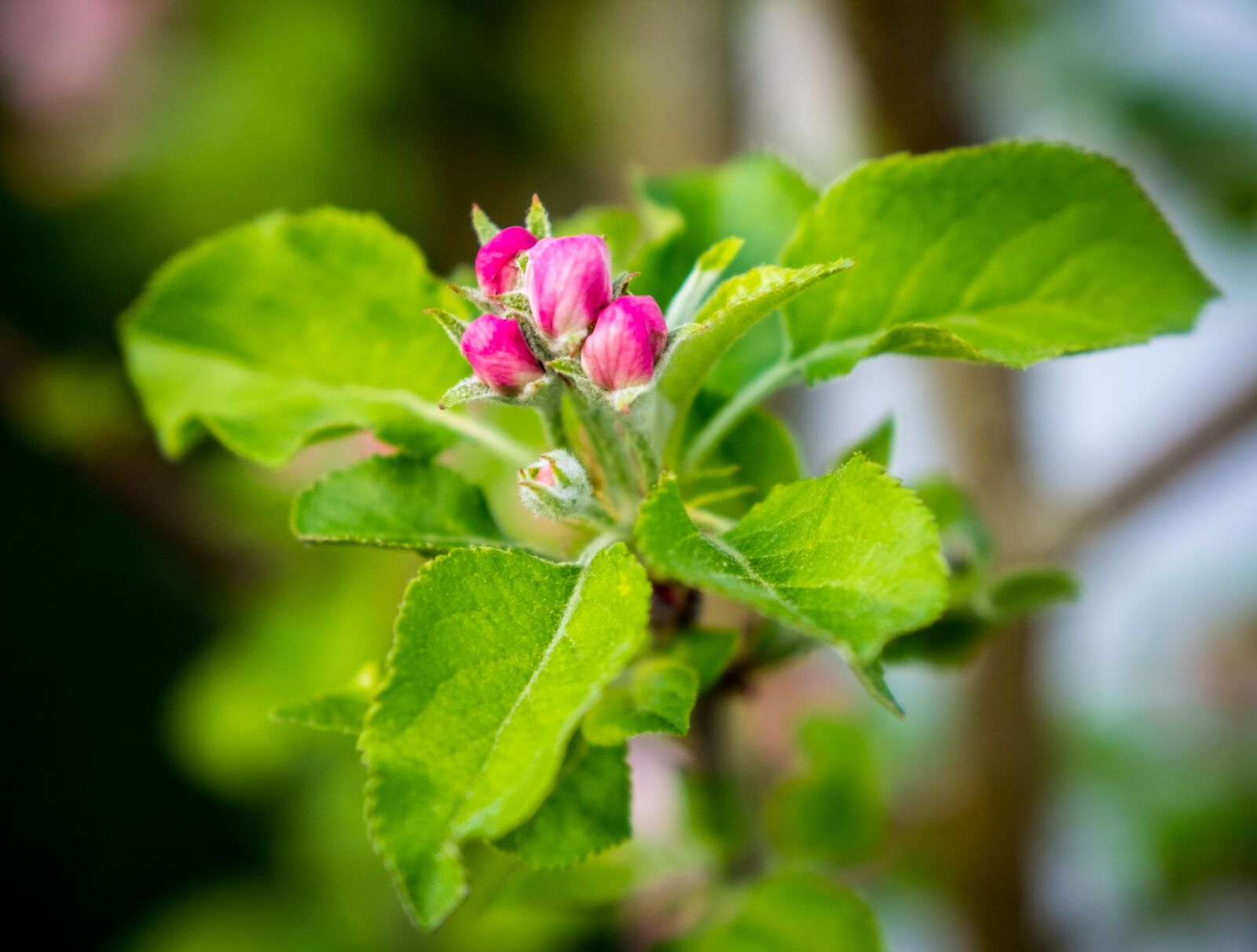 Fujifilm XF 16-55mm F2.8 R LM WR sample photo. Nature, plant, leaf photography