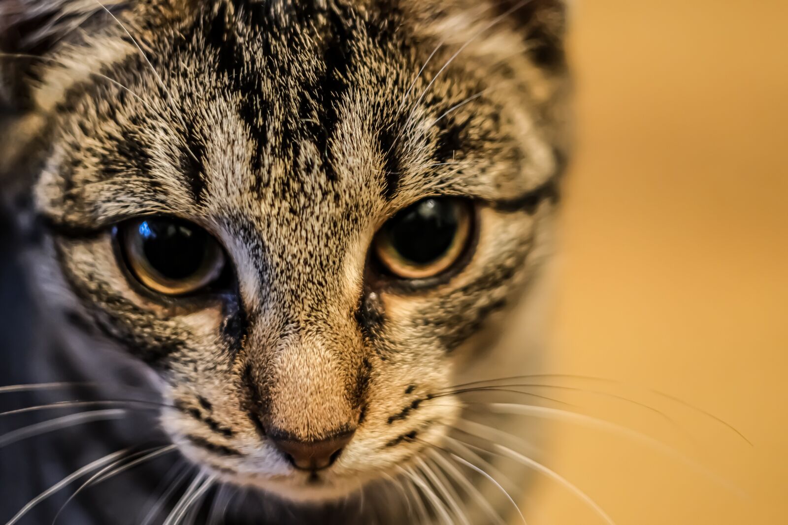 Fujifilm X-T3 sample photo. Cat, animal, tiger photography
