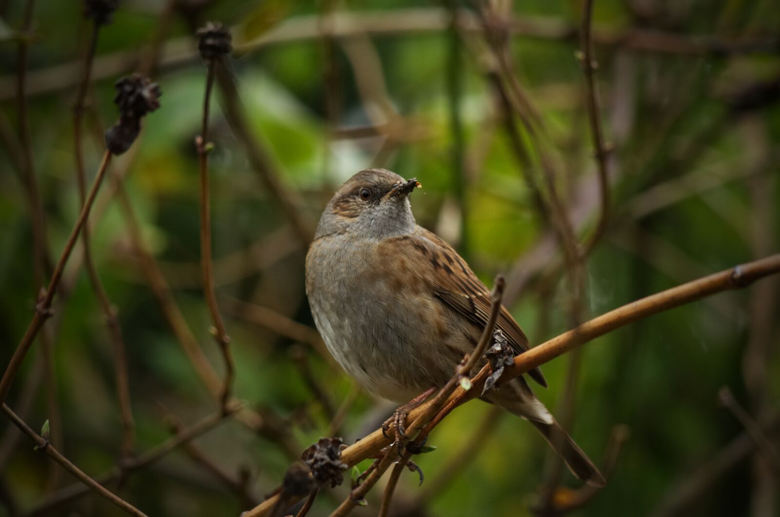 Nikon D5100 sample photo. Sparrow, bird, nature photography