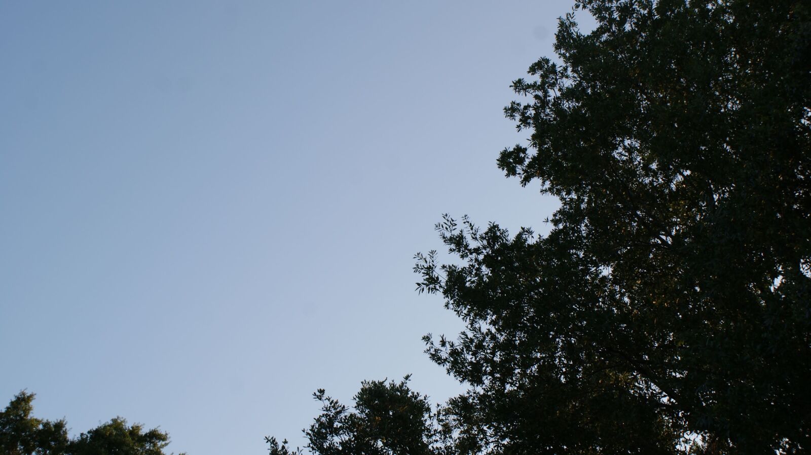 Sony Alpha DSLR-A300 sample photo. Sky, tree, leaf photography