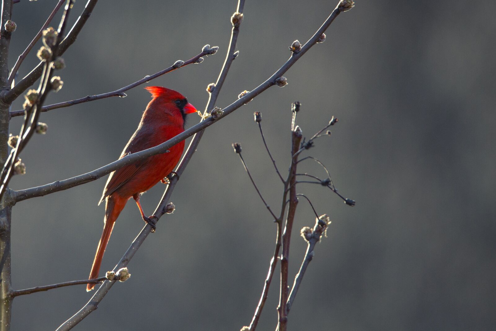 Canon EOS 5D Mark III sample photo. Cardinal, bird, red photography