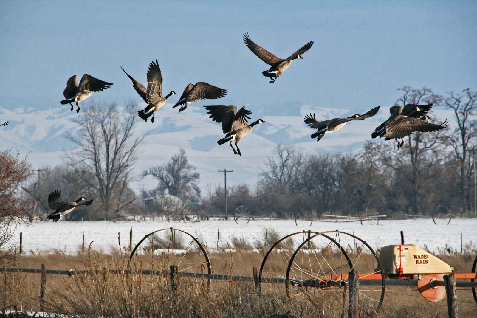Canon EOS 400D (EOS Digital Rebel XTi / EOS Kiss Digital X) sample photo. Goose, geese, take off photography
