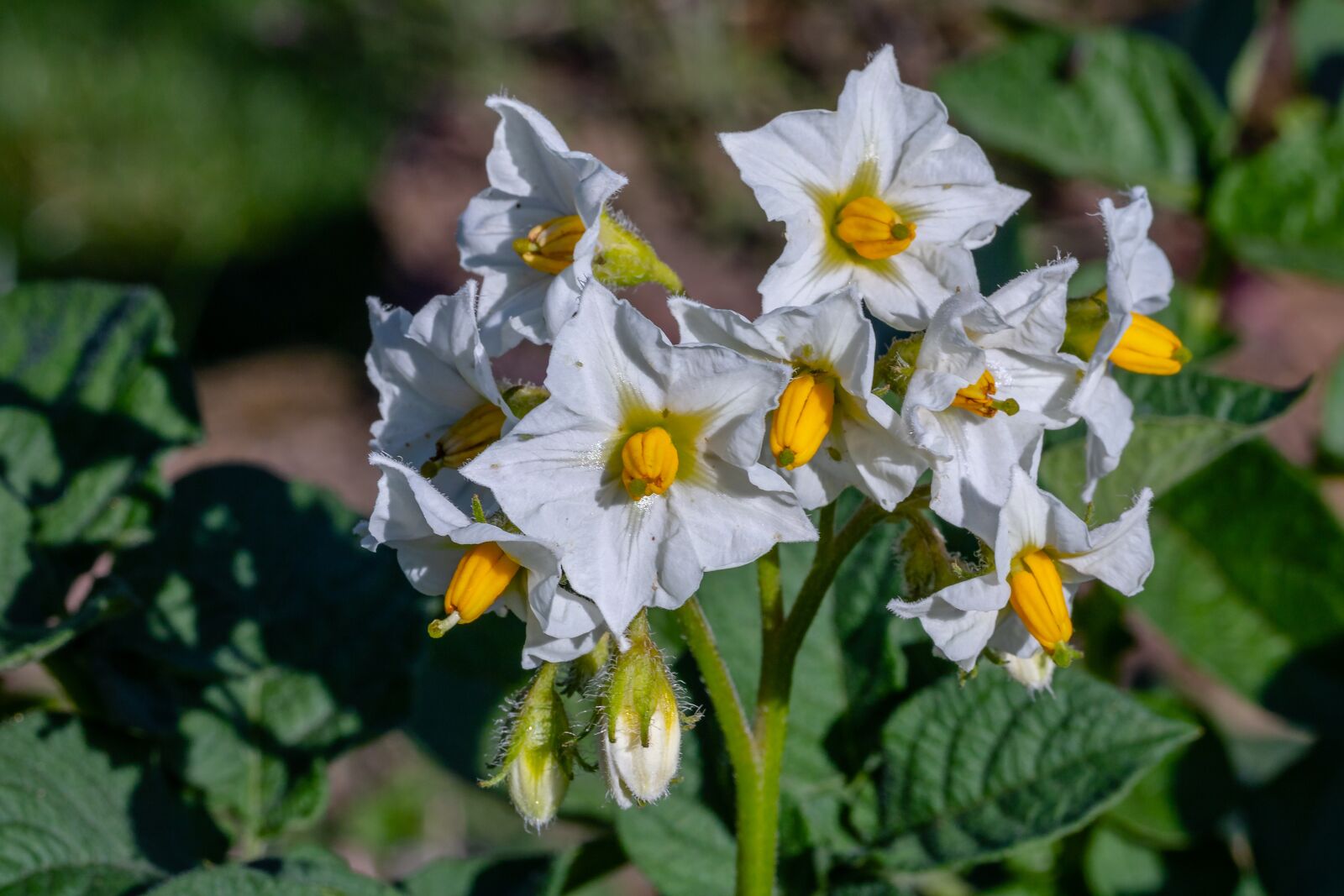 Canon EOS 750D (EOS Rebel T6i / EOS Kiss X8i) sample photo. Potato blossom, blossom, bloom photography