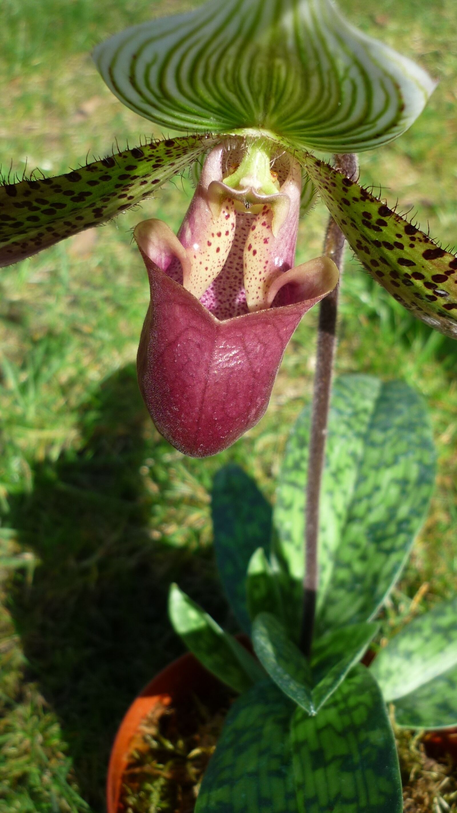 Panasonic Lumix DMC-FS6 sample photo. Frauenschuh, tropical orchid, blossom photography