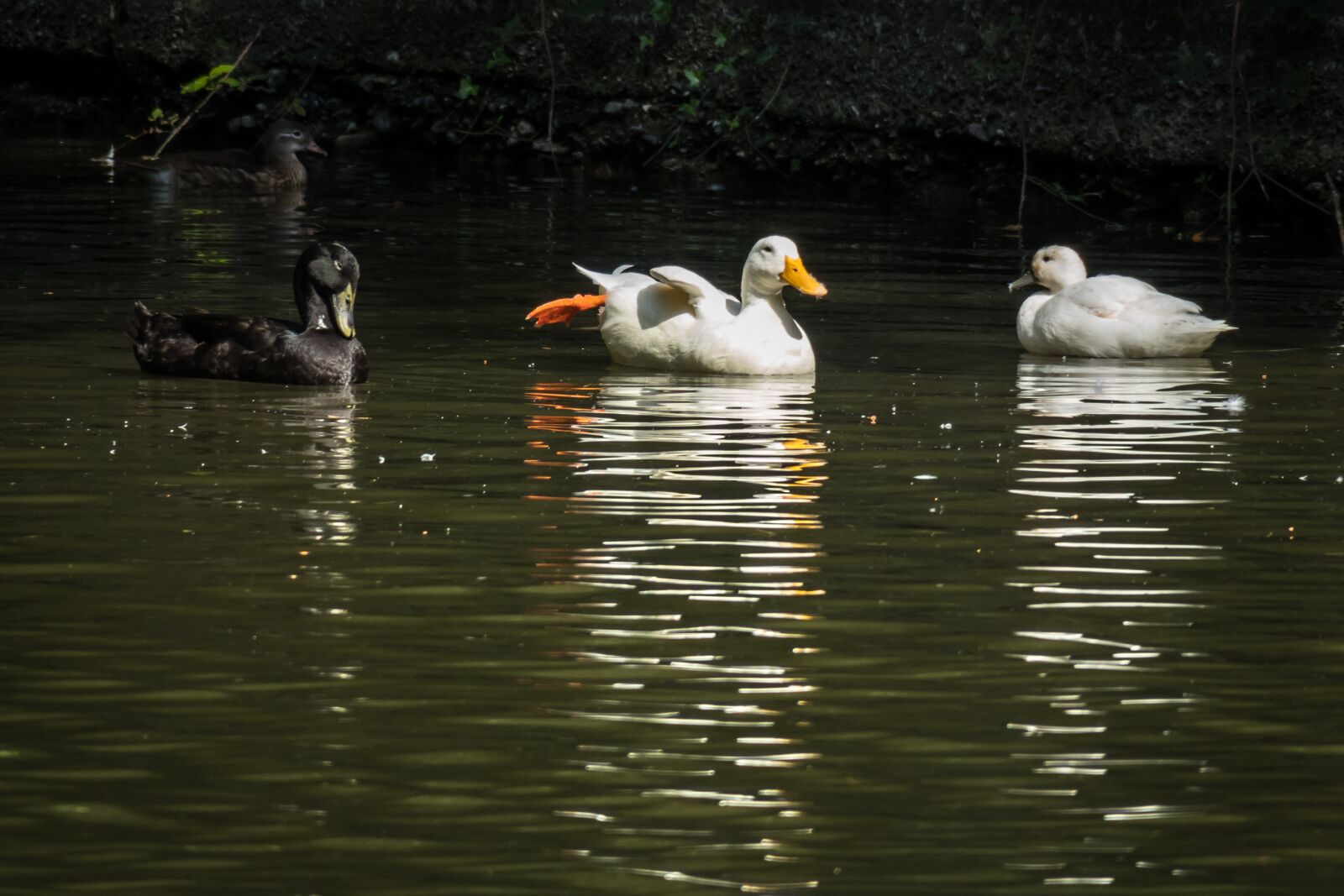 Canon PowerShot G3 X sample photo. Ducks, pond, swim photography