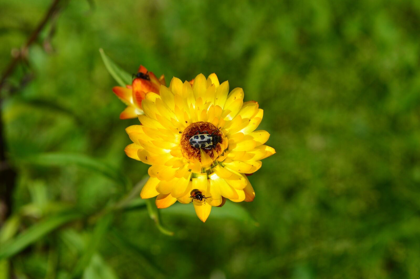 Nikon D3200 sample photo. Flower, insect, garden photography