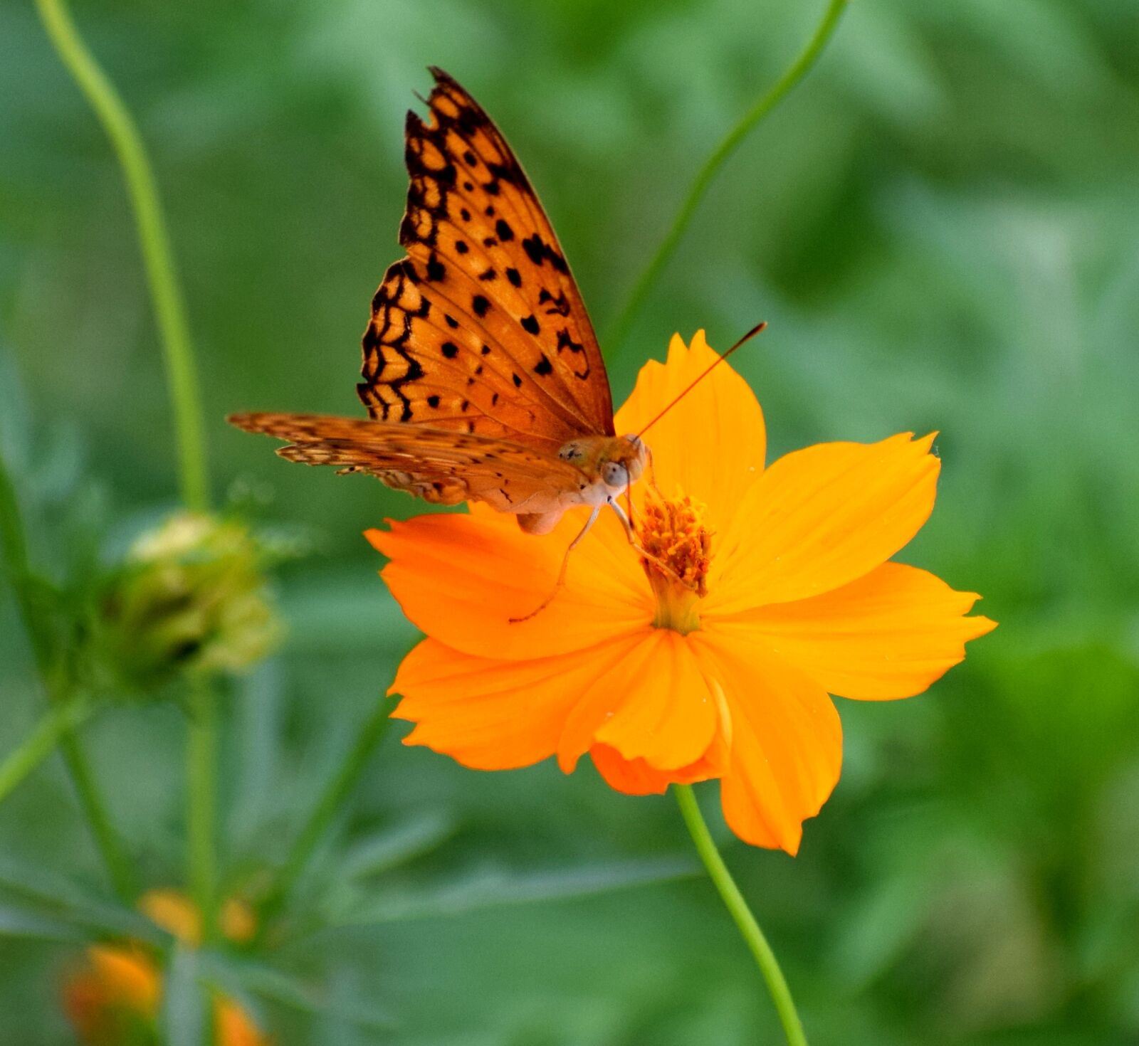 Nikon D3300 sample photo. Nature, butterfly, spring photography
