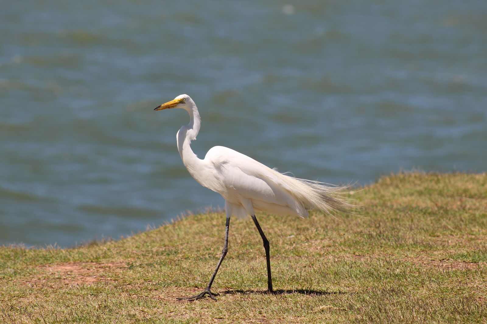 Canon EOS 1300D (EOS Rebel T6 / EOS Kiss X80) sample photo. Great white heron, waterfowl photography