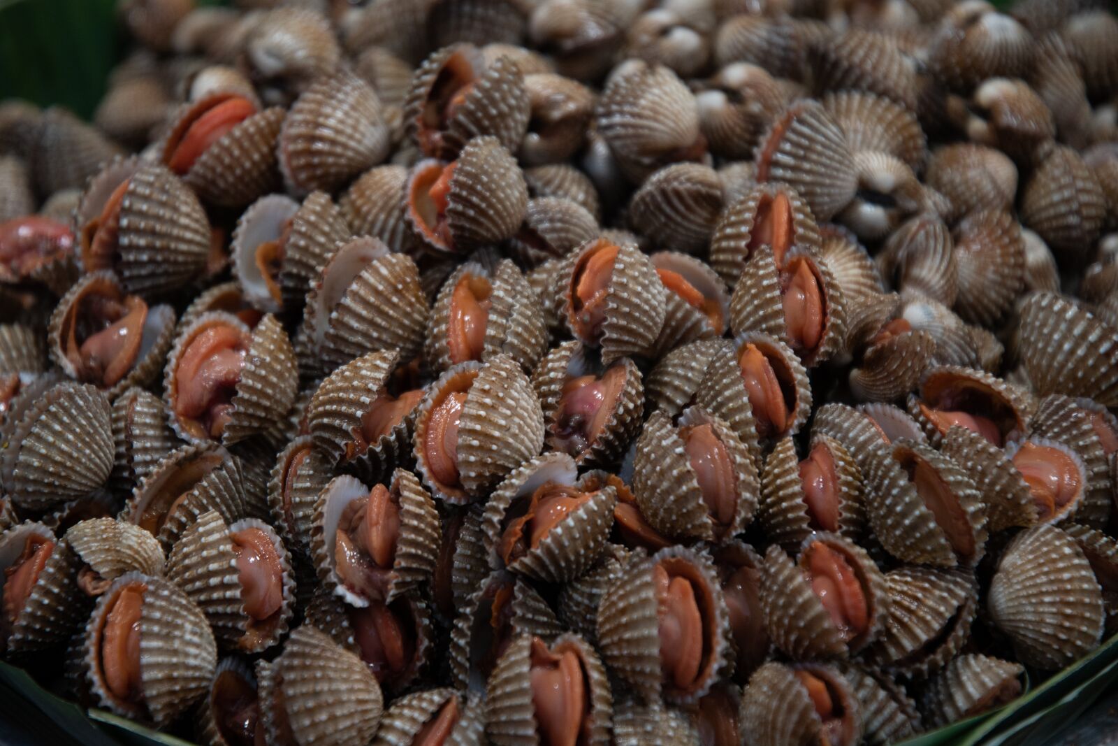 Nikon D500 sample photo. Cockle, seafood, shellfish photography