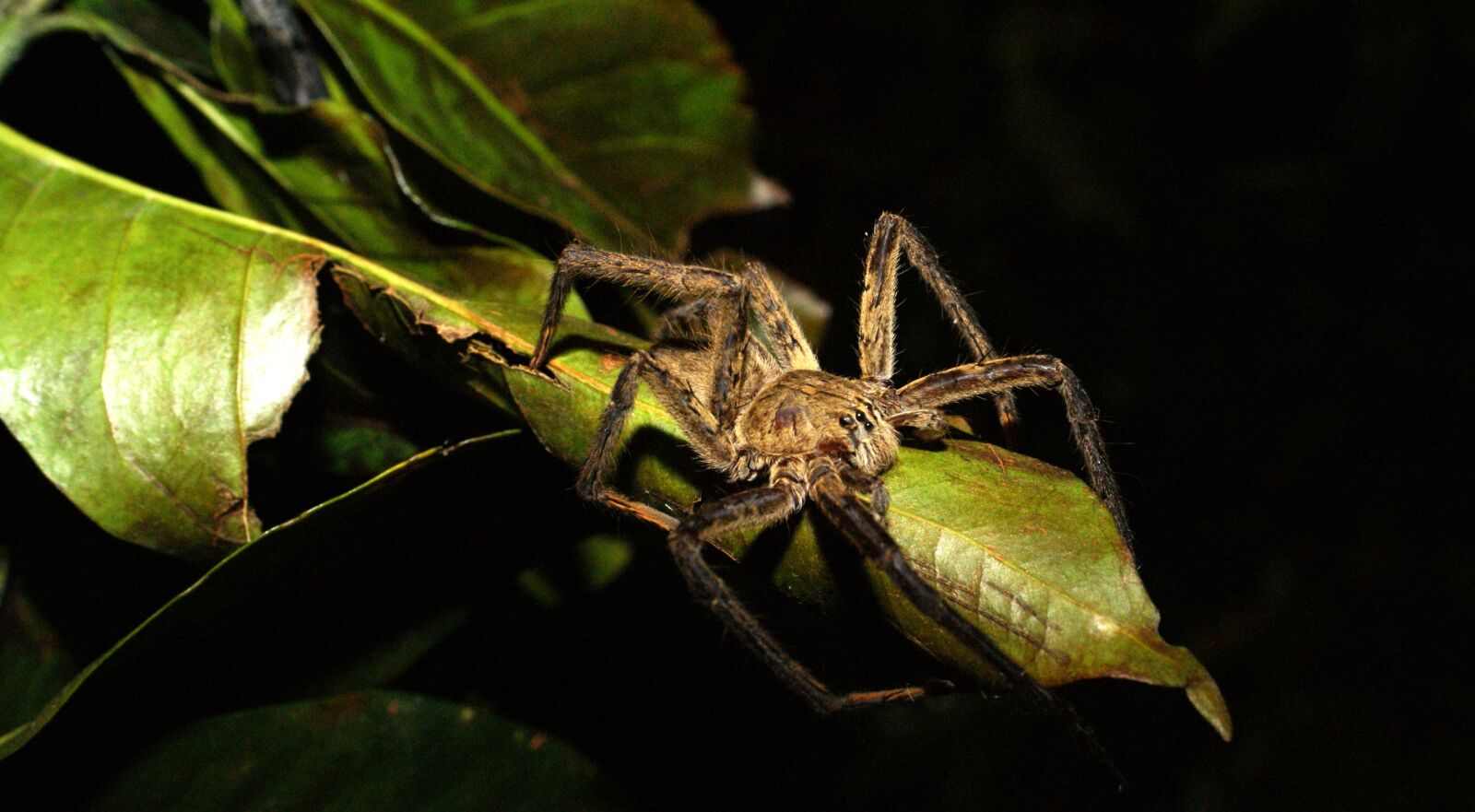Sony Alpha DSLR-A390 sample photo. Insects, nature, area photography