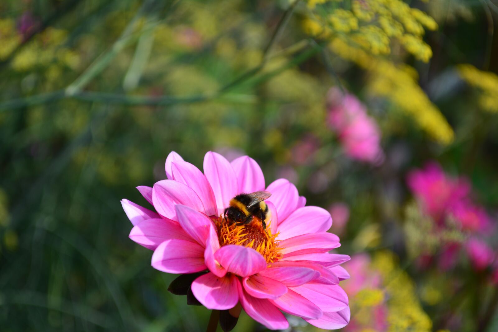 Nikon D5200 sample photo. France, paris, park photography