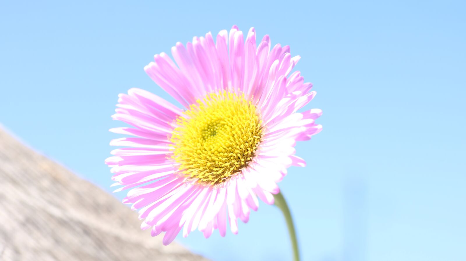 Canon EOS 750D (EOS Rebel T6i / EOS Kiss X8i) sample photo. Pink flower, flower, spring photography