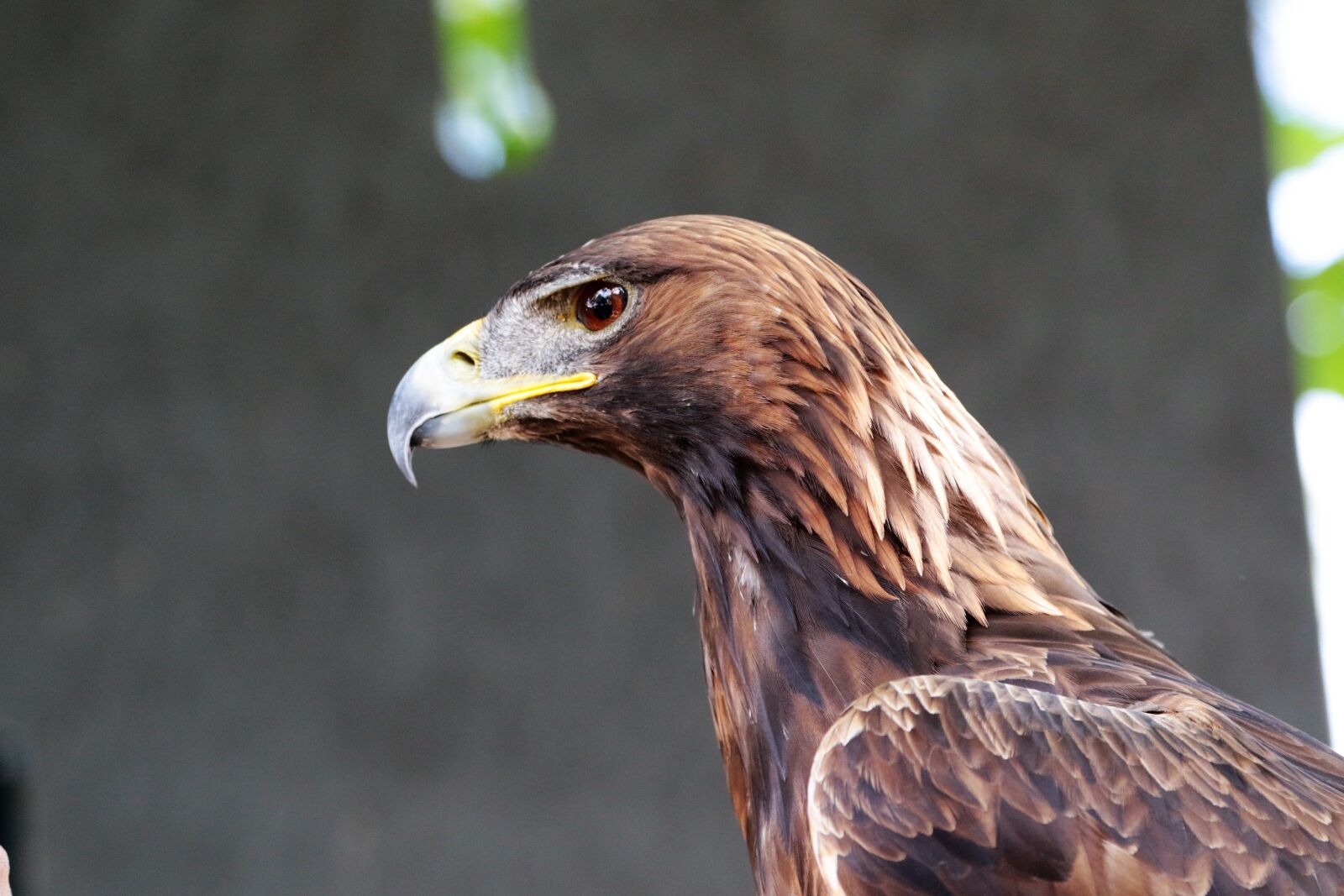 Canon EF 70-300mm F4-5.6L IS USM sample photo. Golden eagle, eagle, golden photography