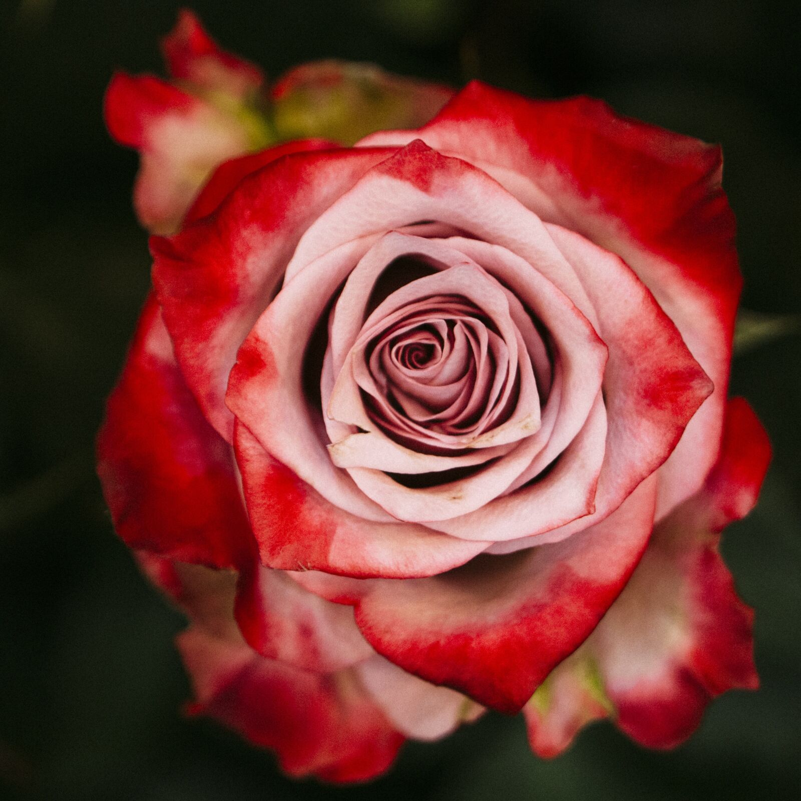 Canon EOS 5D Mark II + Canon EF 100mm F2.8 Macro USM sample photo. Rose, flower, red rose photography