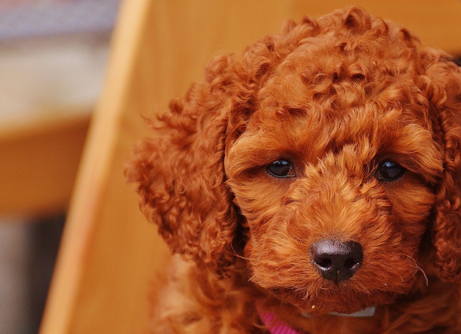 Nikon D3200 sample photo. Dog, poodle, young animal photography