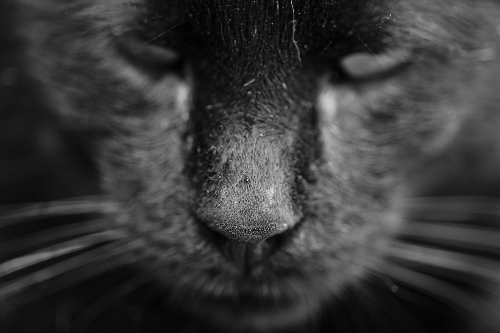Sony Alpha DSLR-A850 sample photo. Cat, animal, cat eye photography