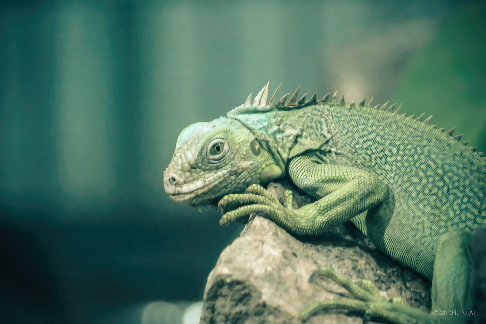 Canon EOS 700D (EOS Rebel T5i / EOS Kiss X7i) sample photo. Midhunlal photography