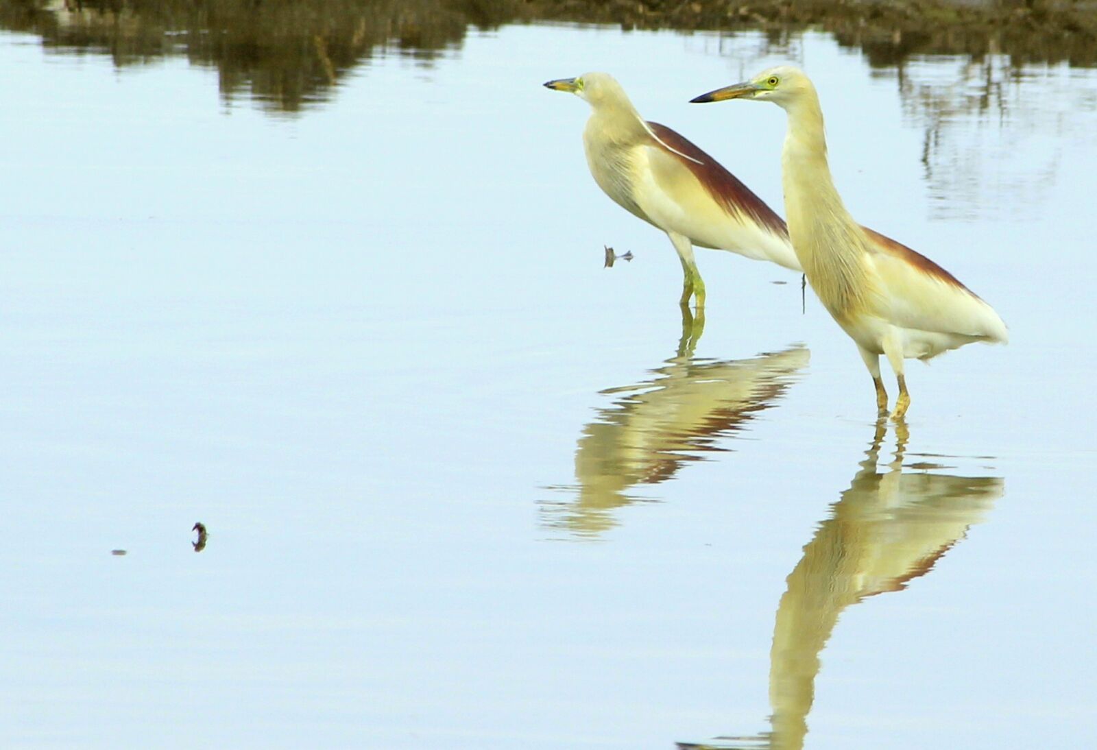 Canon EF-S 55-250mm F4-5.6 IS II sample photo. Birds, nature, cranes photography