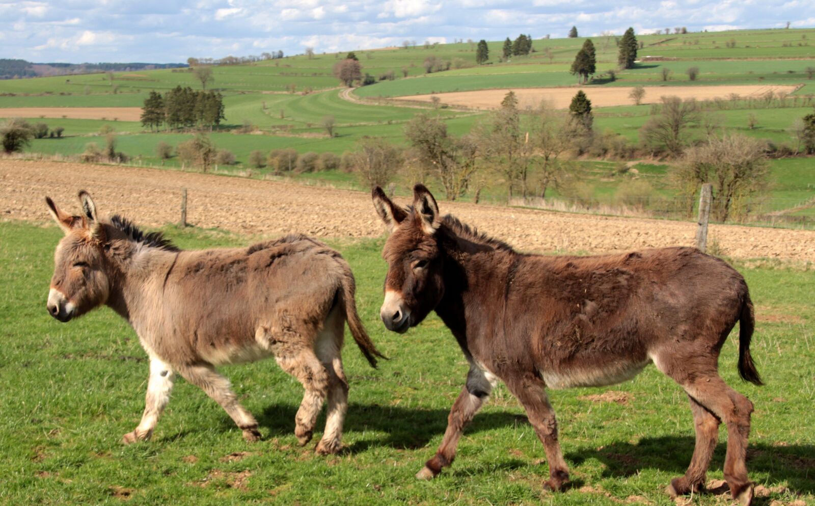 Canon EOS 650D (EOS Rebel T4i / EOS Kiss X6i) sample photo. Donkey, domestic donkey, equus photography