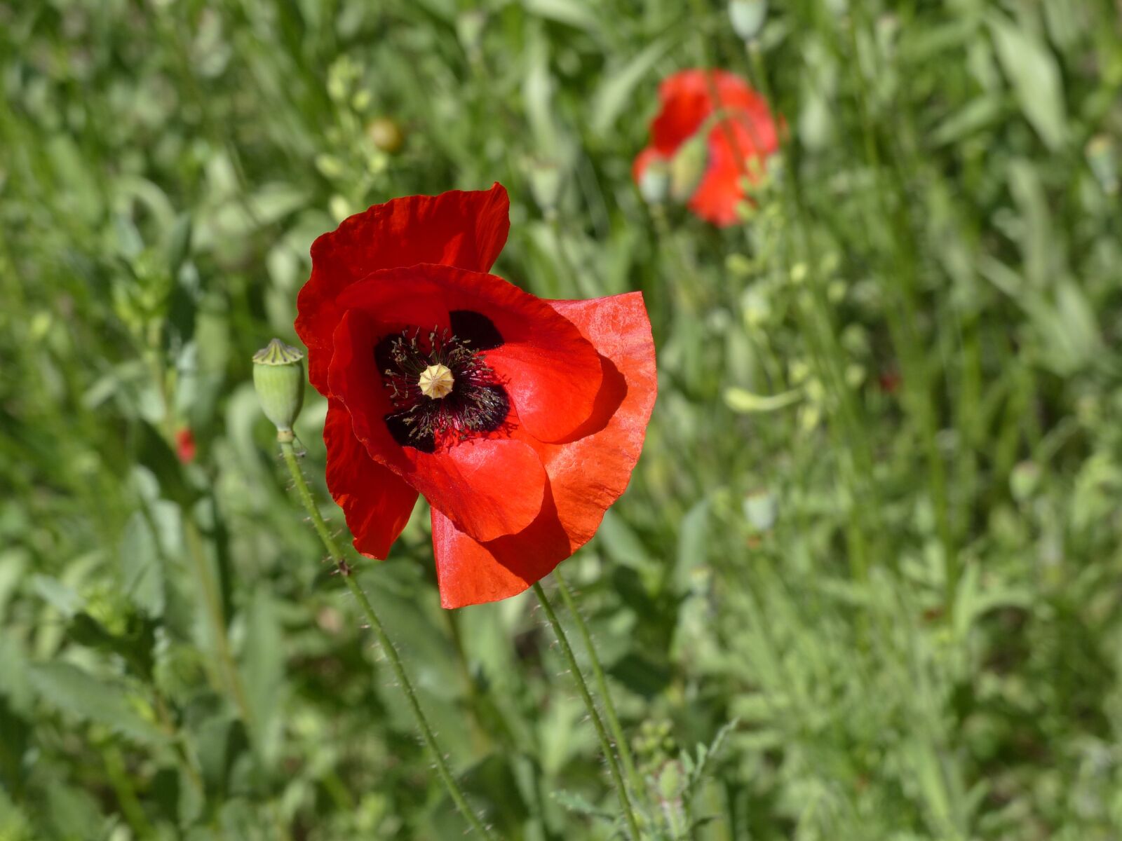 Panasonic Lumix DMC-FZ200 sample photo. Mack, flower, red poppy photography