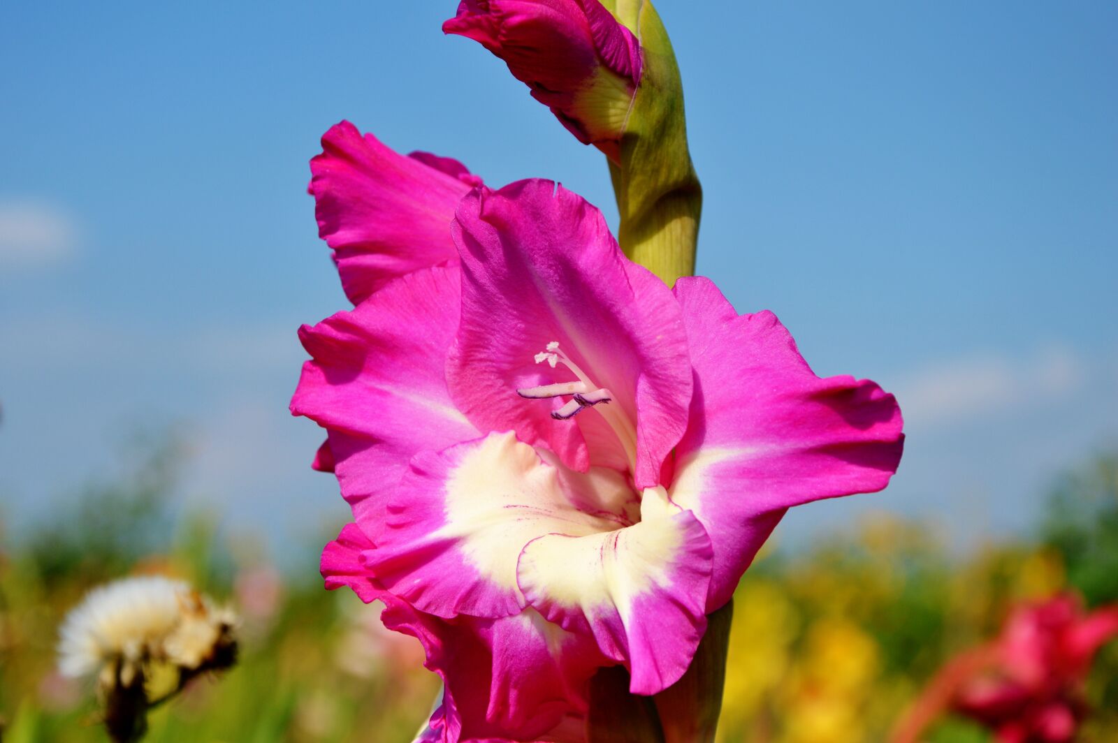 Nikon D3200 sample photo. Gladiolus, gladidus, butterfly greenhouse photography