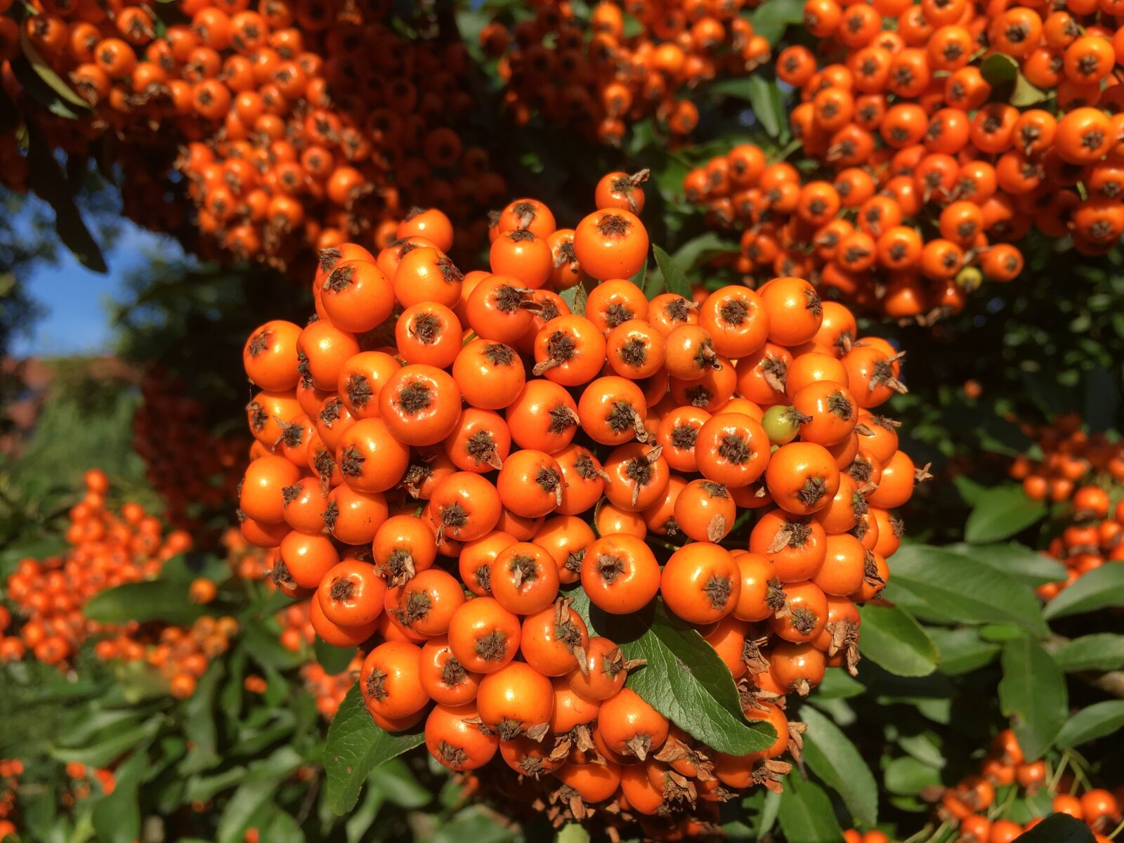 Apple iPhone 6s sample photo. Berries, autumn, fruits photography