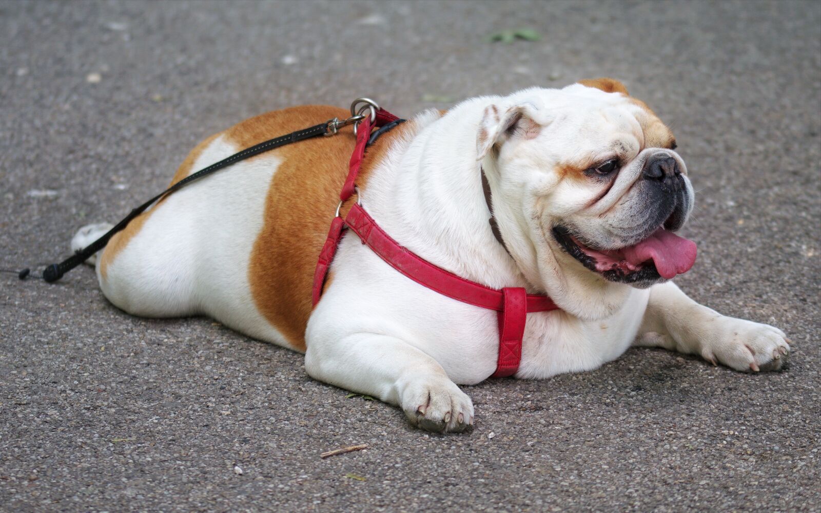 Nikon D5300 sample photo. Dog, pet, bulldog photography