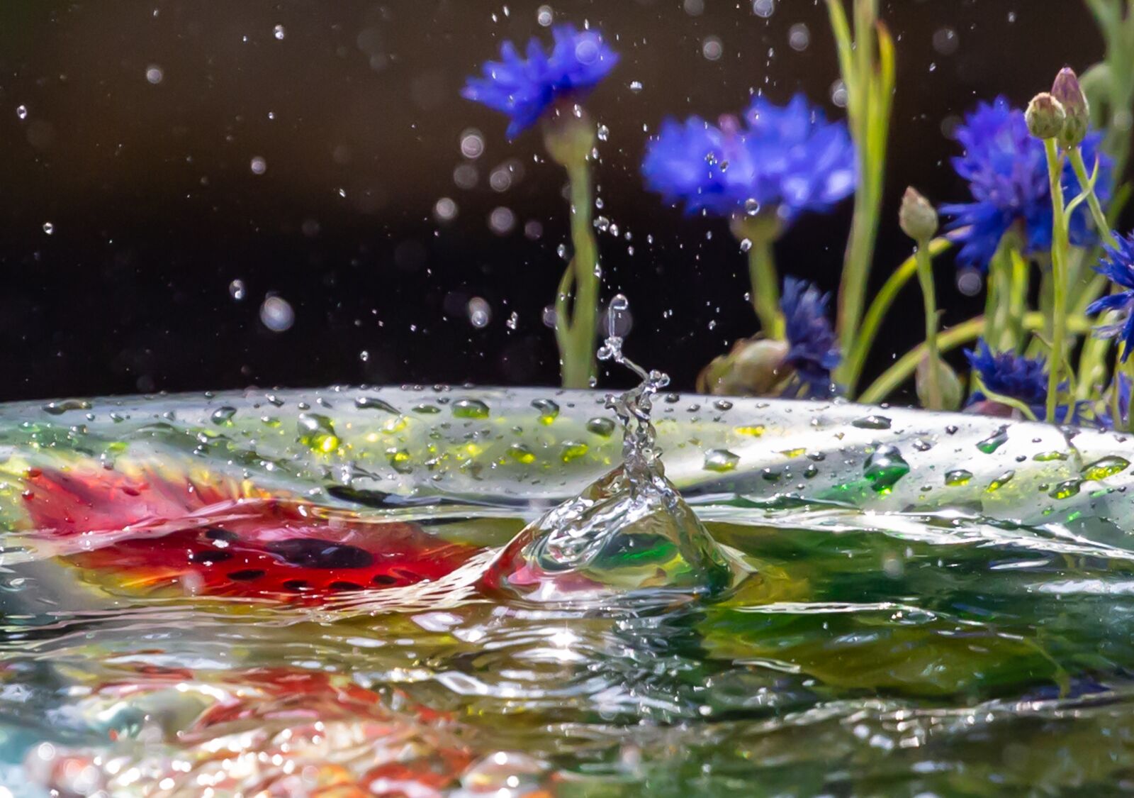 Canon EOS 5D Mark III sample photo. Water drop, rain drop photography