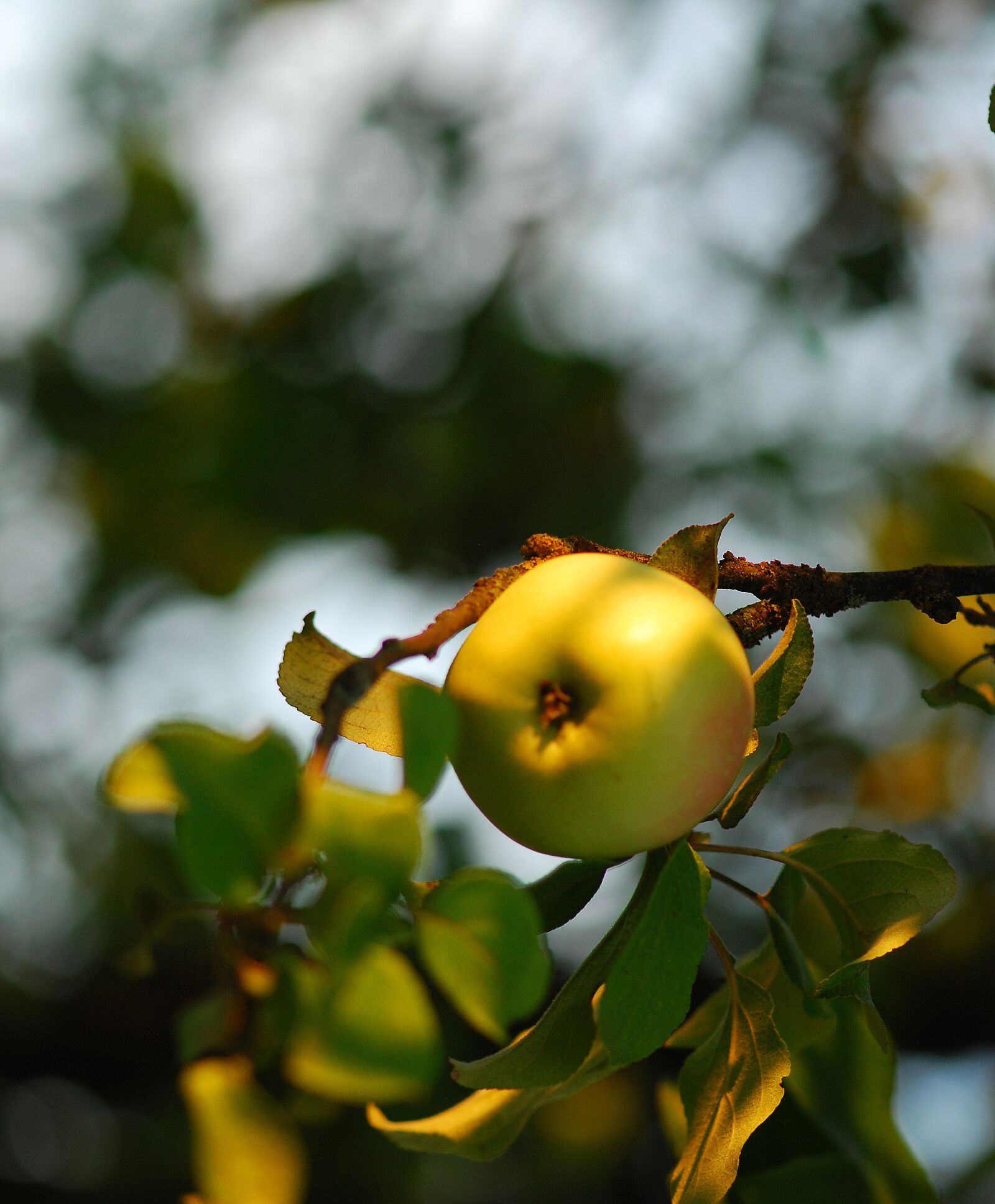 Nikon D80 sample photo. Apple, apples, fruit photography