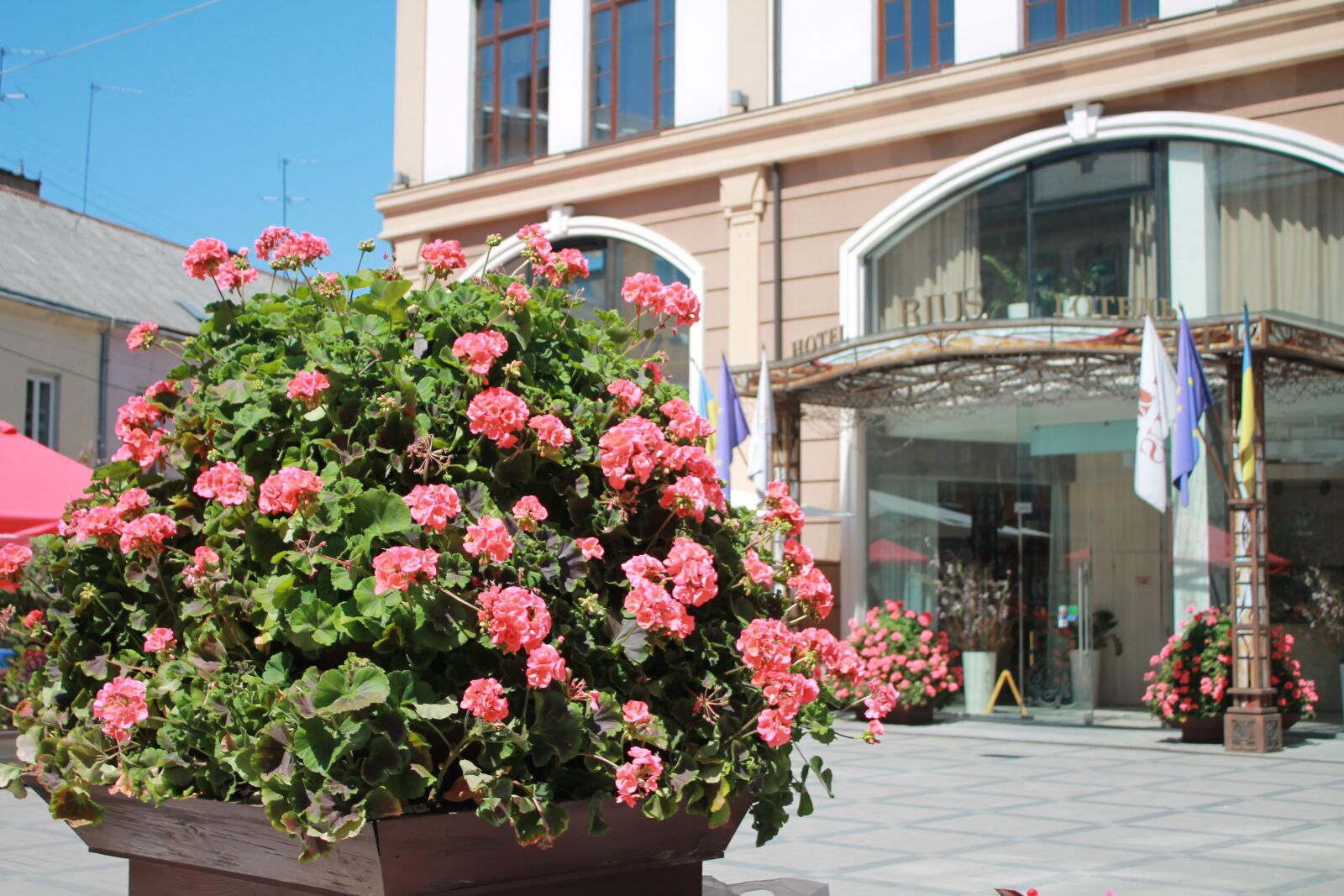 Canon EOS 1100D (EOS Rebel T3 / EOS Kiss X50) sample photo. Flowers, gothel, the entrance photography