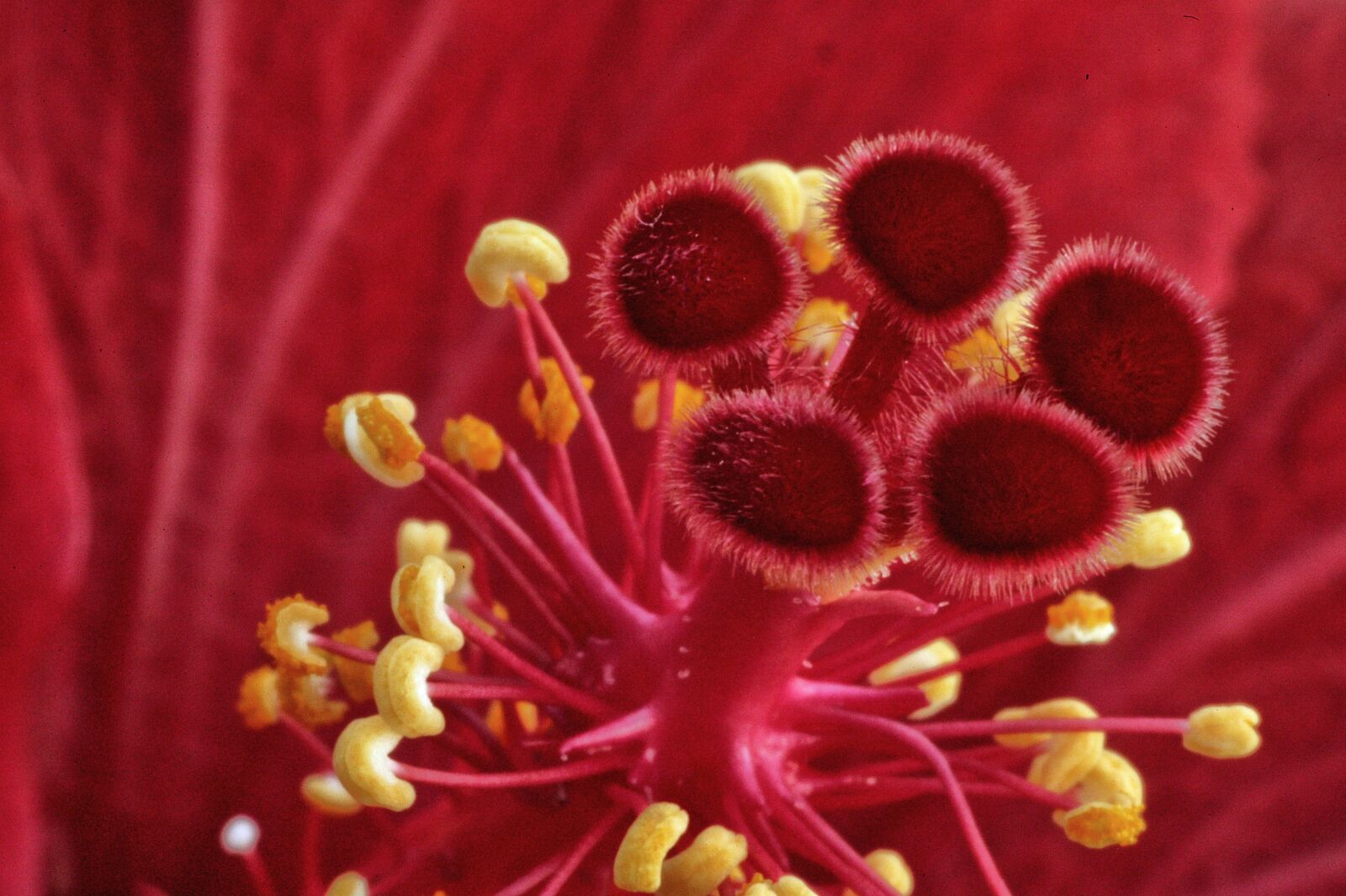 Canon EOS-1Ds sample photo. Macro, hibiscus, flower photography