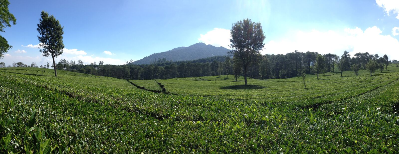 Apple iPhone 4S sample photo. Panoramic tea plantation, bandung photography