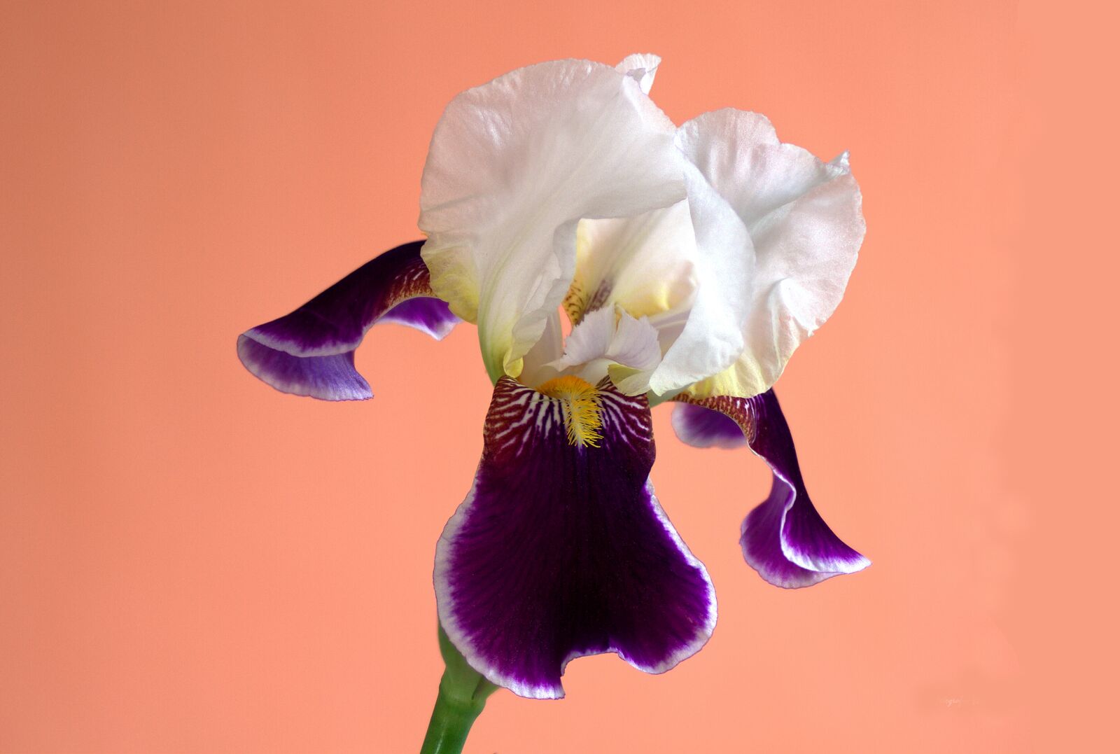 Canon EOS 7D sample photo. Flower, lily, iris photography