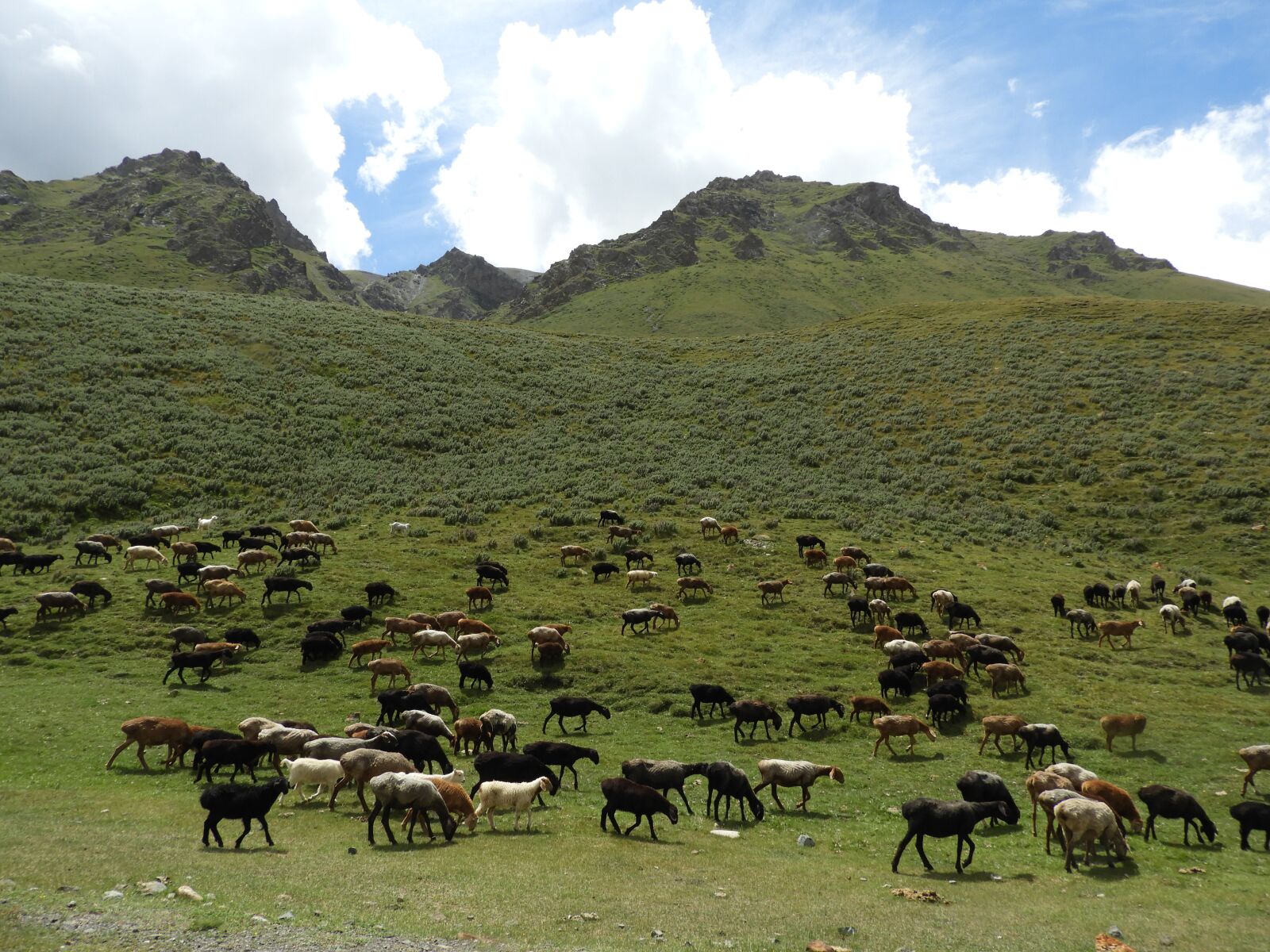 Nikon Coolpix B700 sample photo. Mountains, alpine meadow, pasture photography