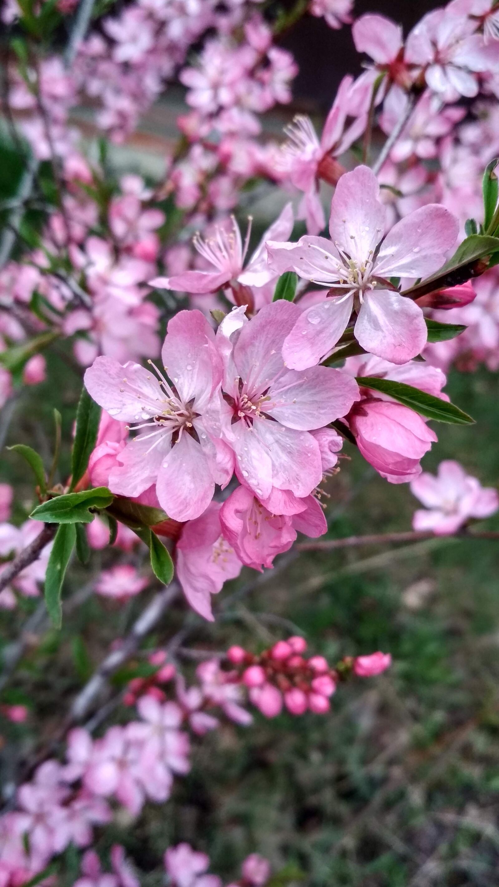 Xiaomi Redmi 4X sample photo. Pink, flower, spring photography