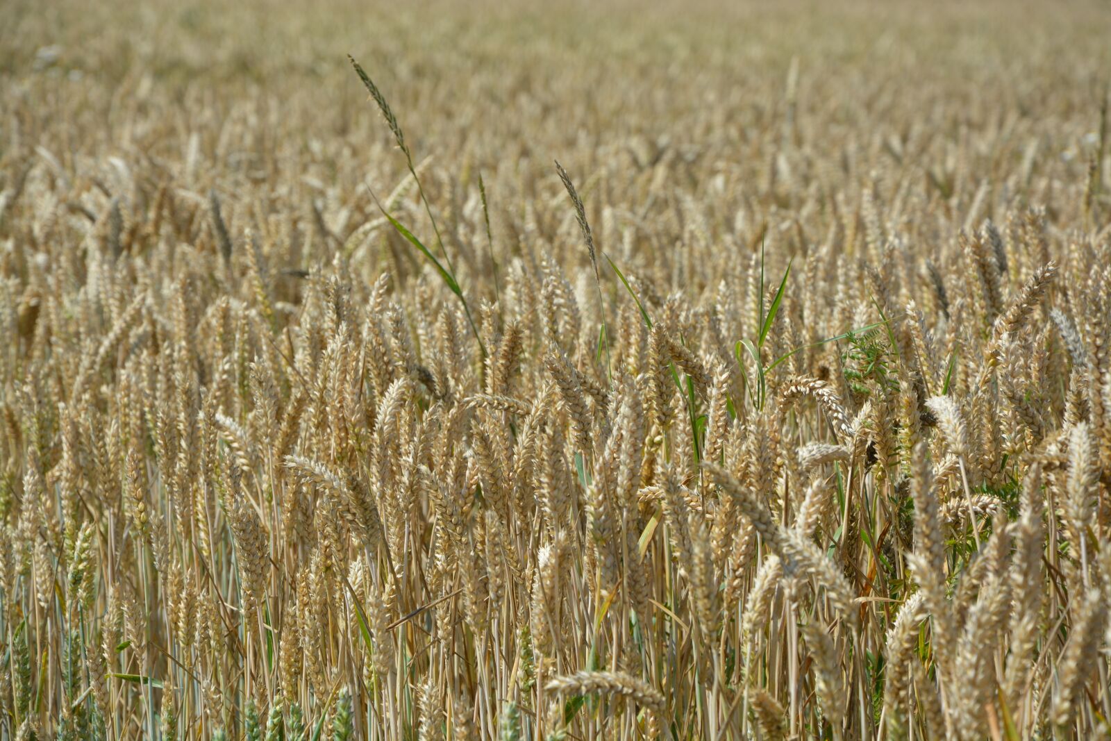 Nikon D5200 sample photo. Ears of wheat, fields photography