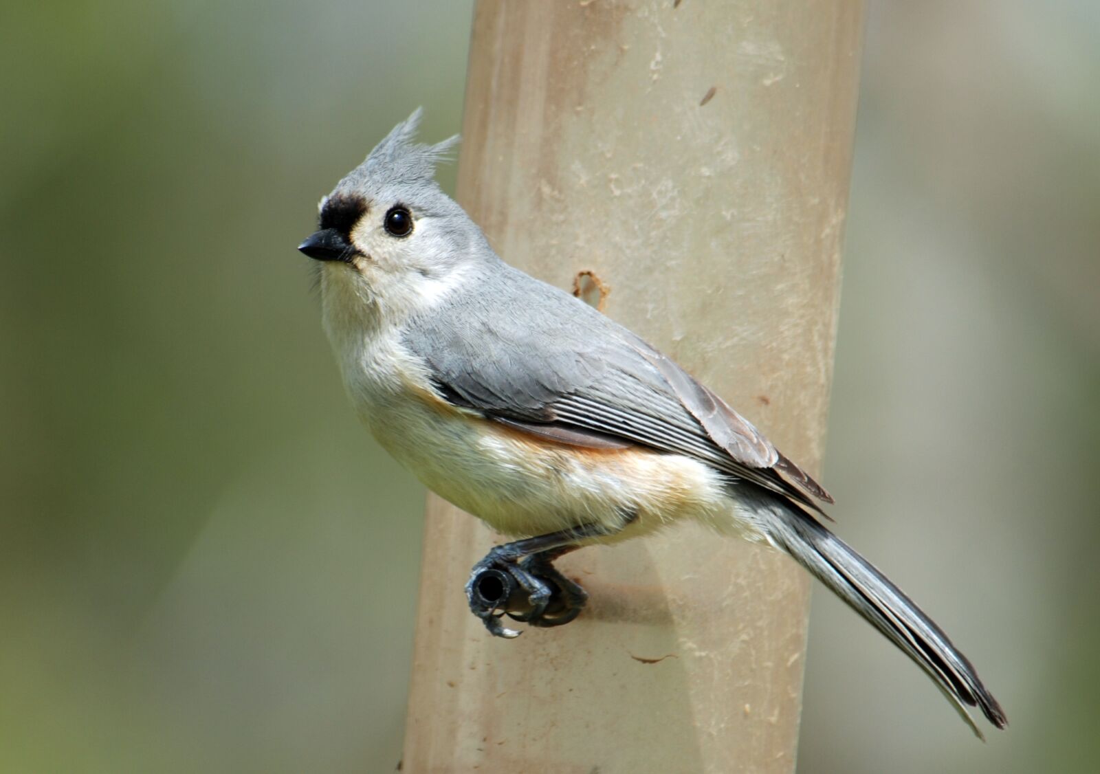 Nikon D80 sample photo. Tufted titmouse, bird, animal photography