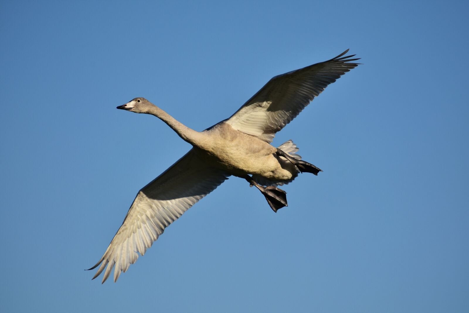 Nikon D7200 sample photo. Animal, sky, morning photography