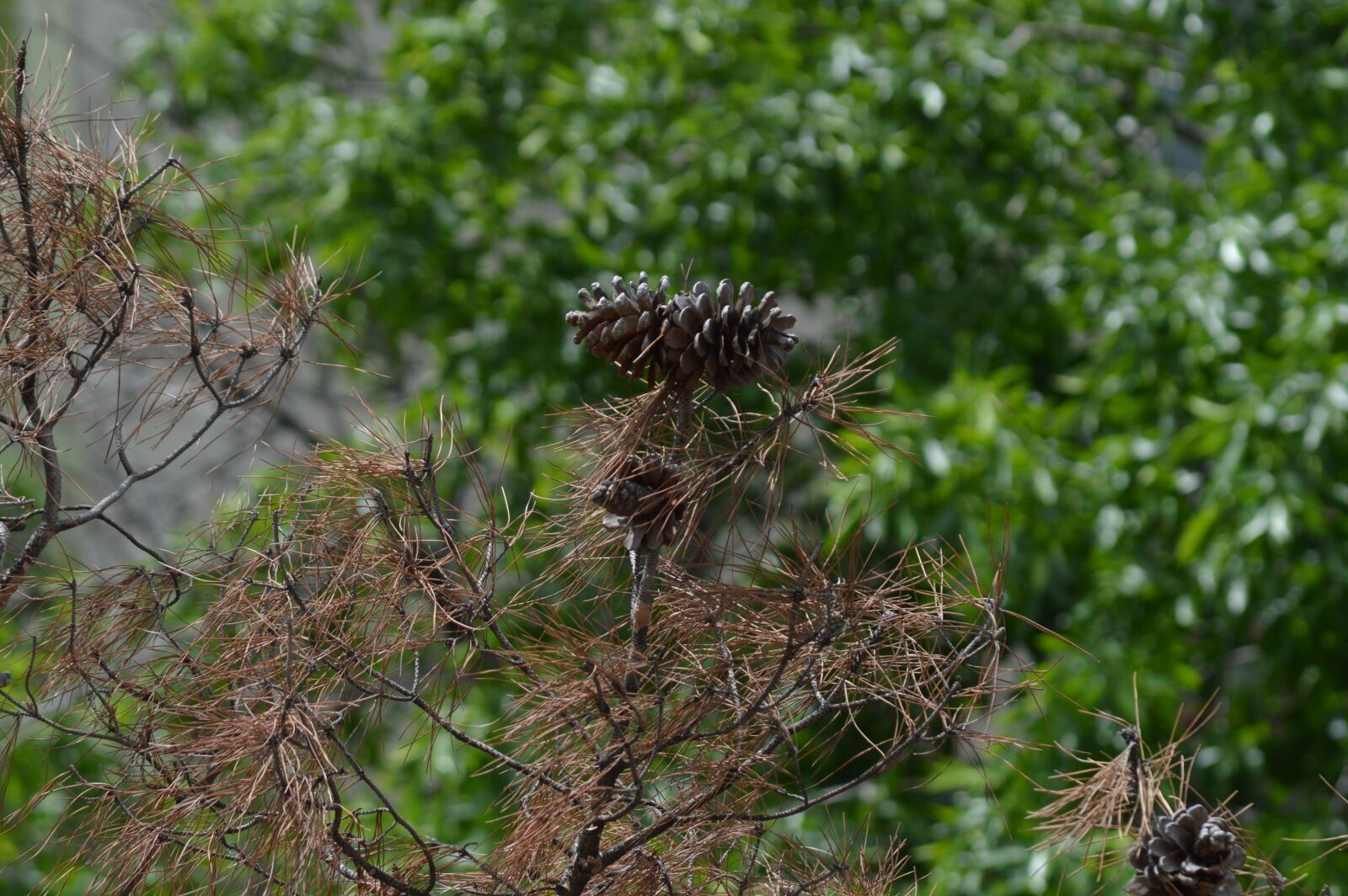 Nikon D3200 sample photo. Green, nature, spruce photography