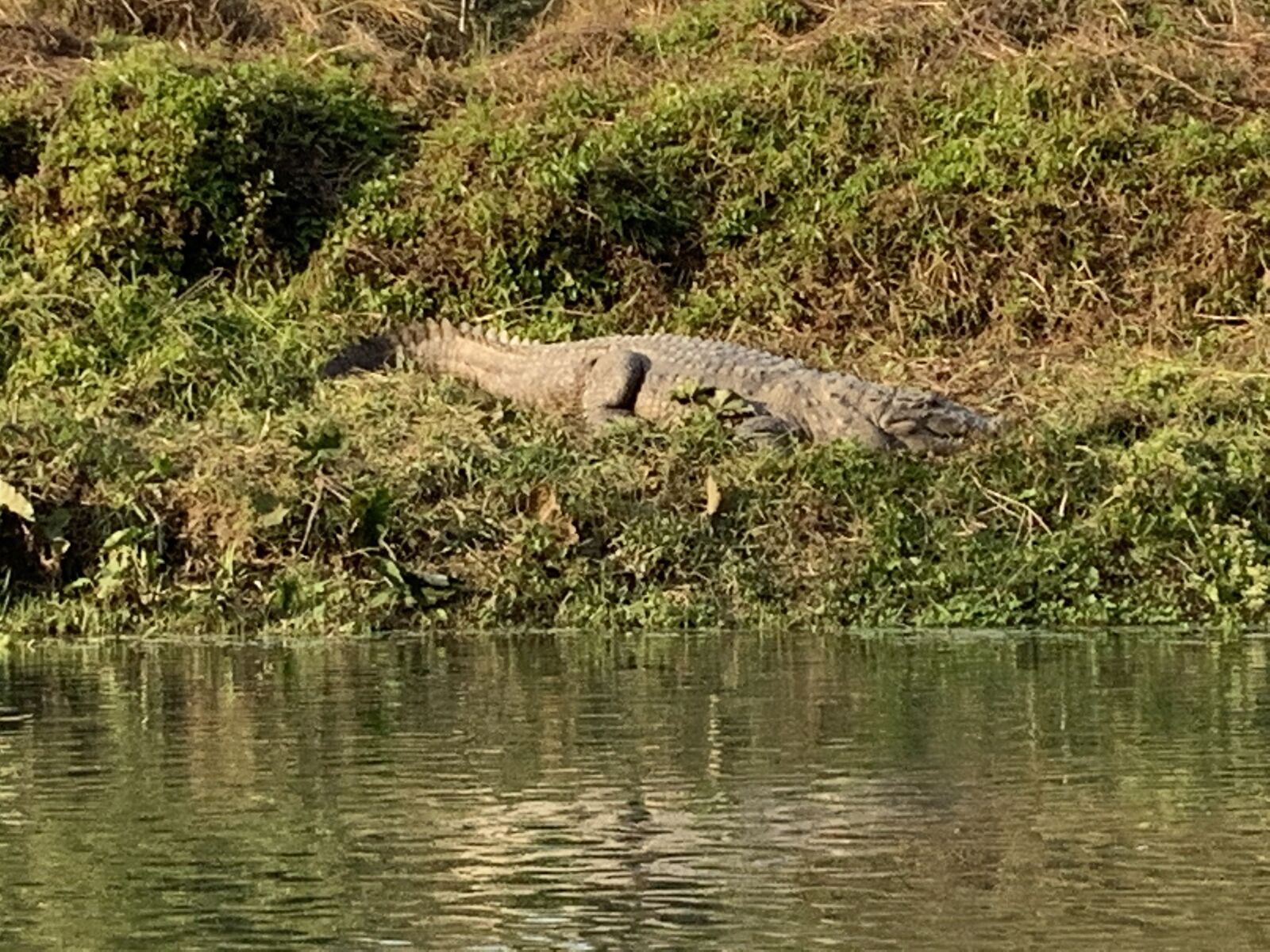 iPhone XR back camera 4.25mm f/1.8 sample photo. Crocodile, nepal, chitwan photography