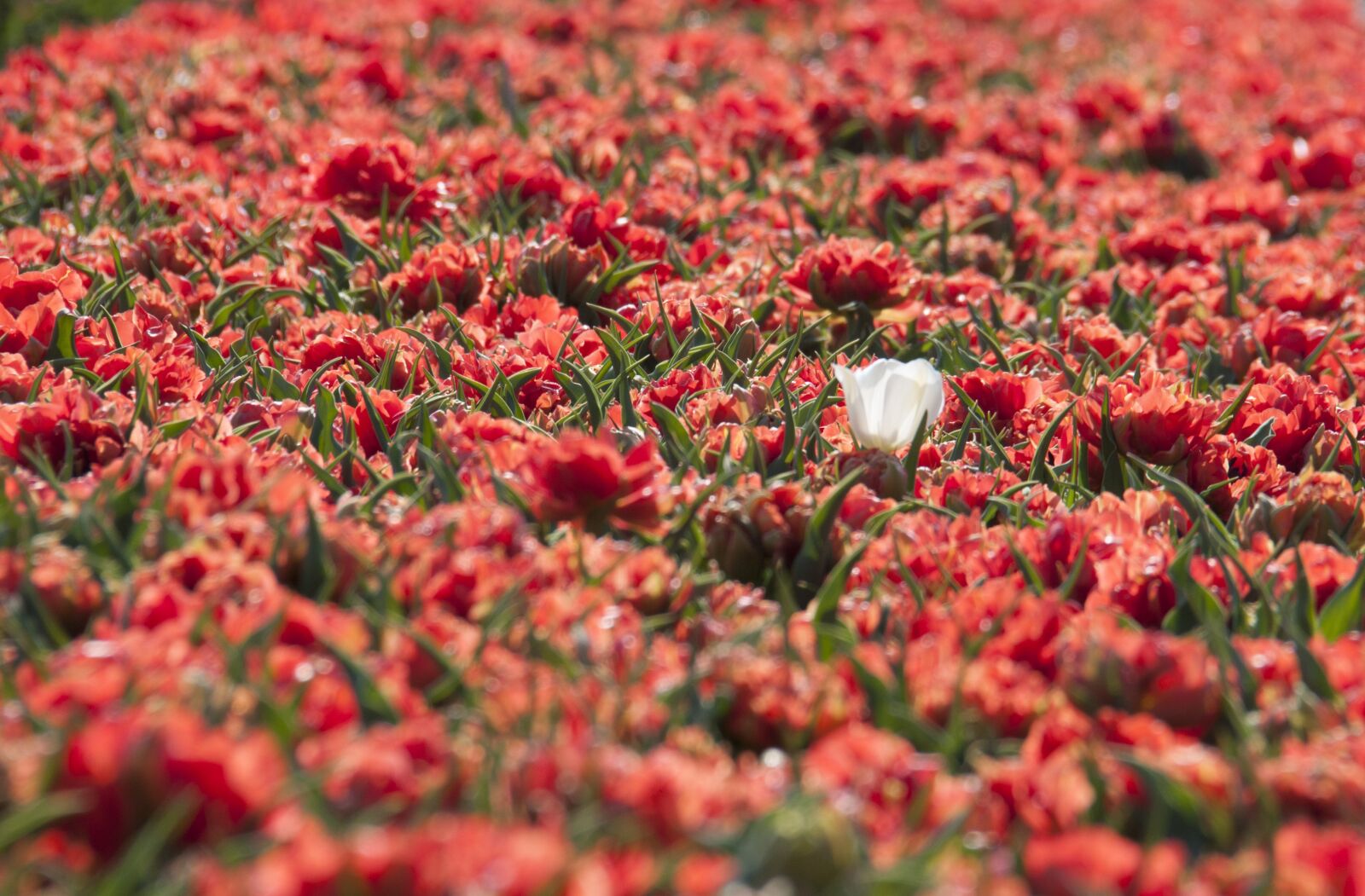 Nikon D300S sample photo. Tulips, spring, april photography