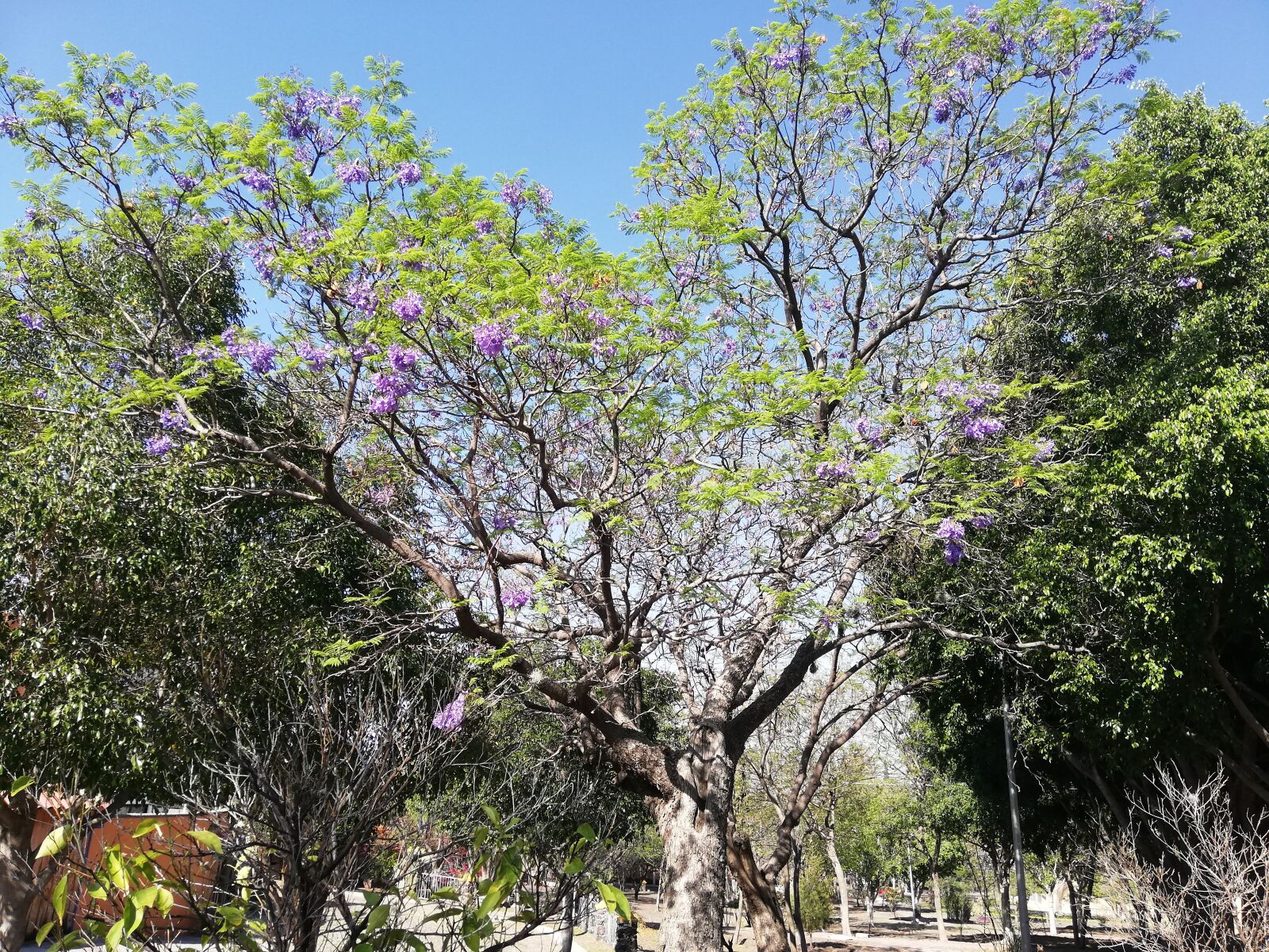 HUAWEI P20 lite sample photo. Park, spring, nature photography