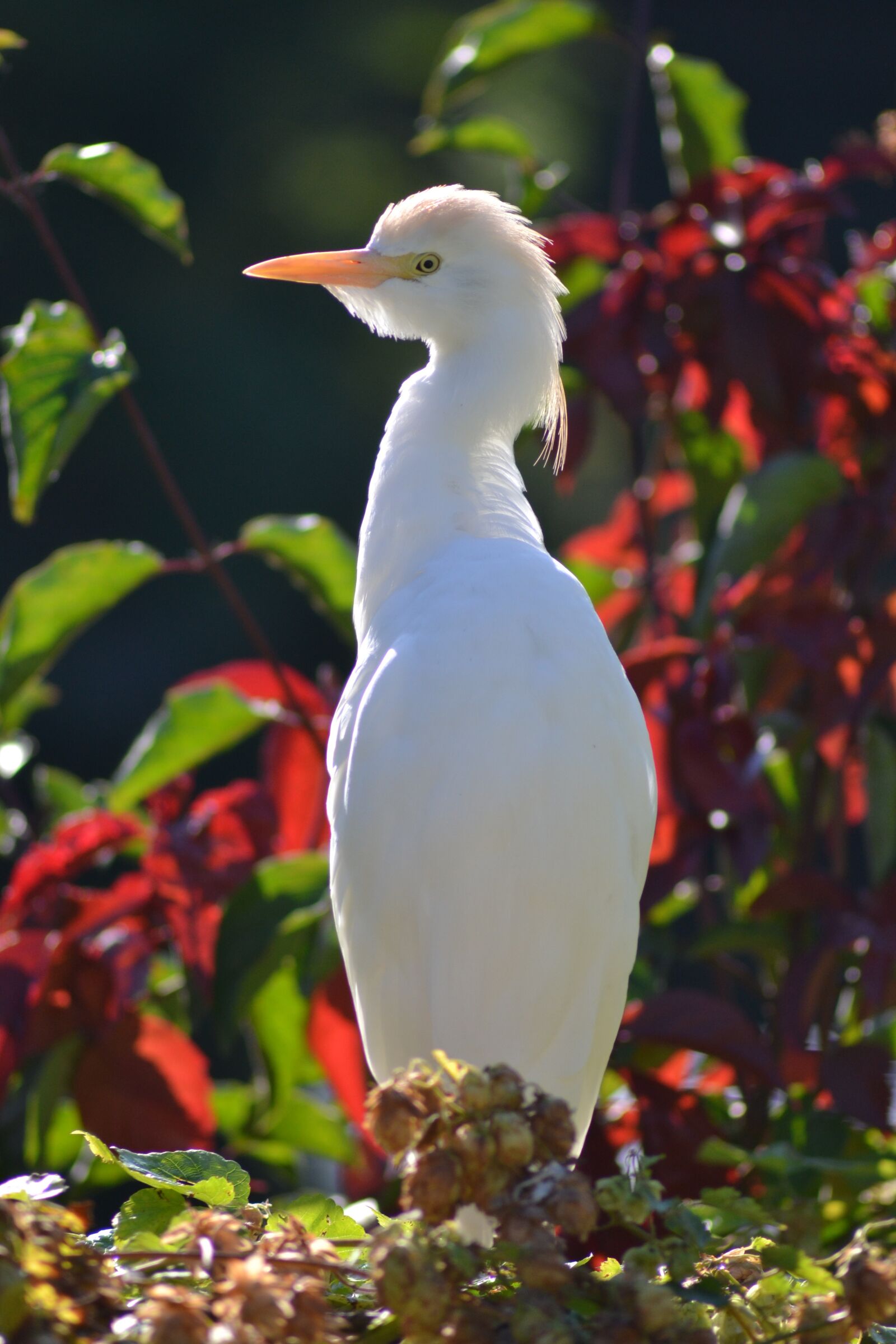 Nikon D3100 sample photo. Africa, bird, white photography