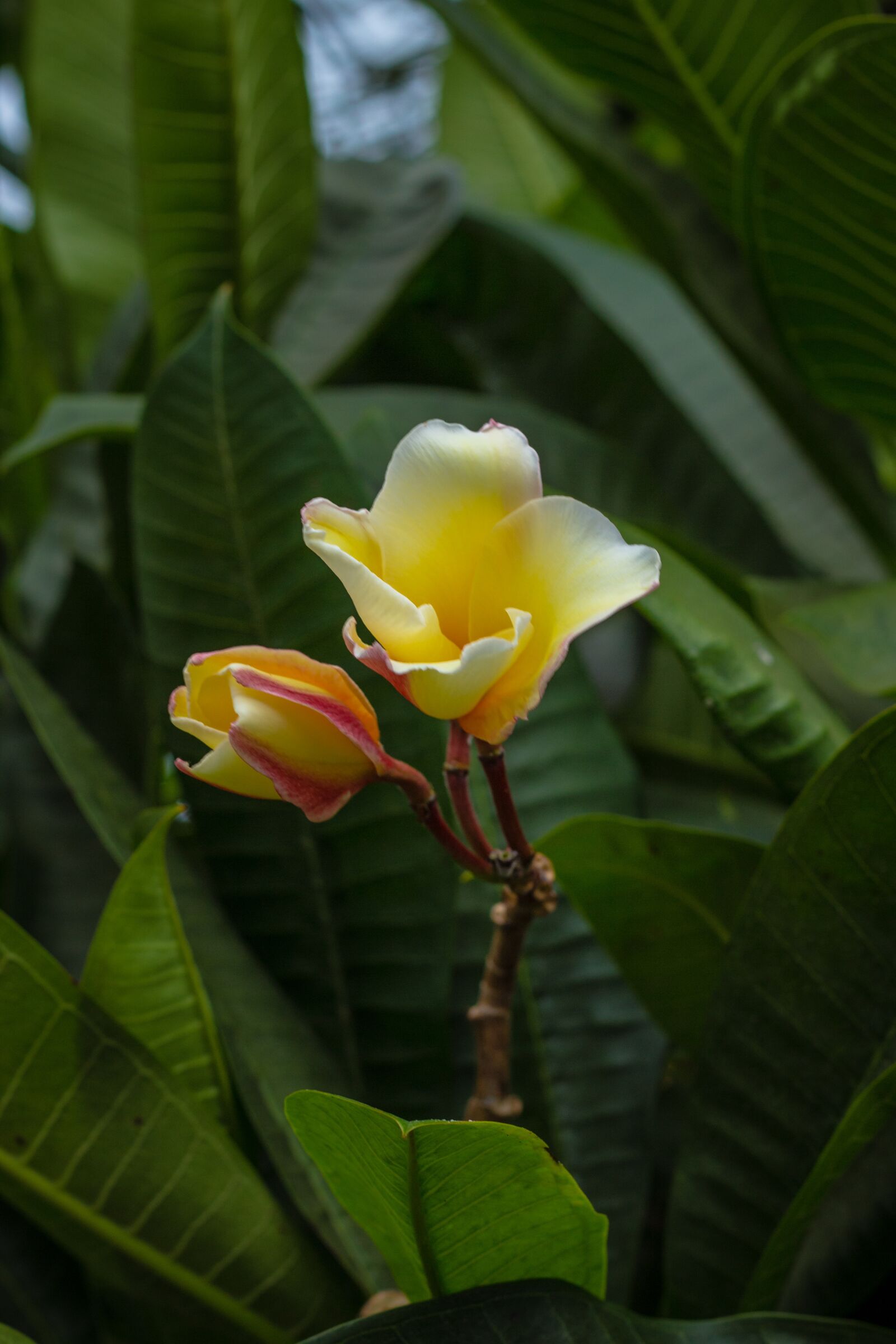 Canon EOS 700D (EOS Rebel T5i / EOS Kiss X7i) + Canon EF 50mm F1.8 STM sample photo. Invited to visit, flower photography
