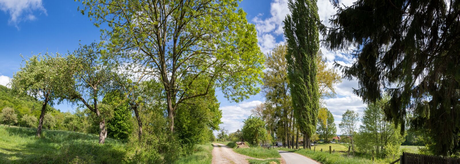 Nikon D5500 sample photo. Landscape, summer, forest photography