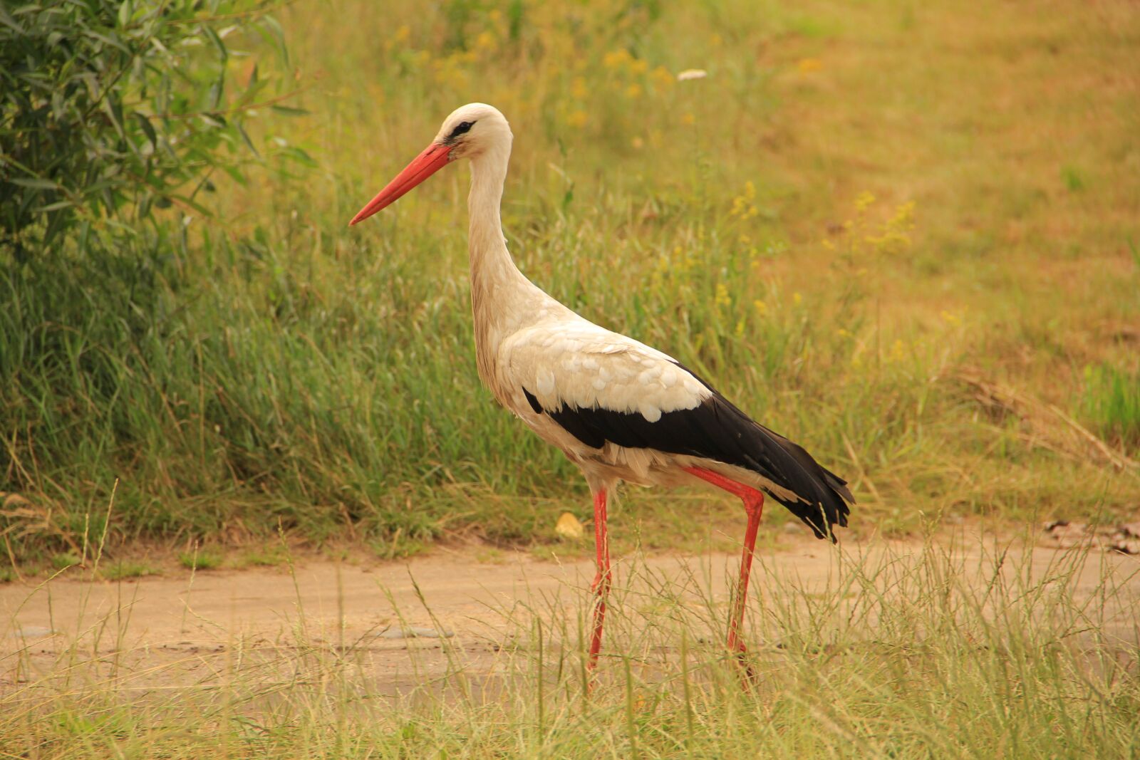 Canon EOS 60D sample photo. Stork, meadow, grass photography