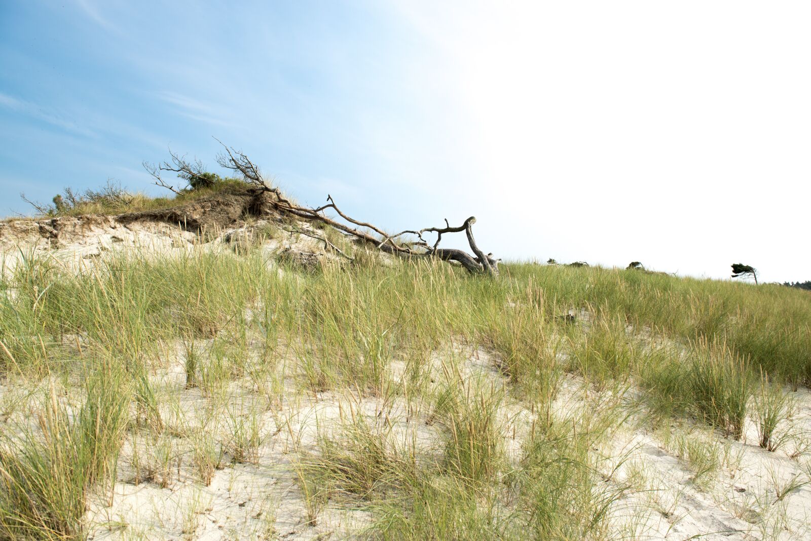 Nikon D800 sample photo. Baltic sea, tree, beach photography