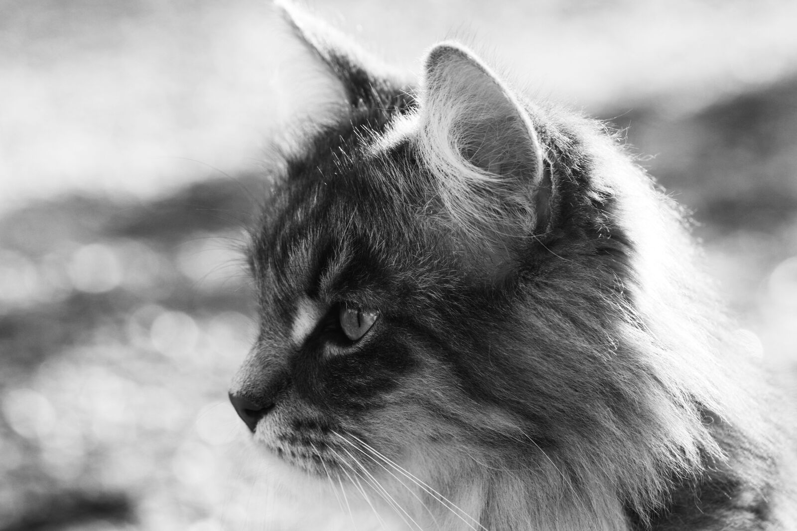 Canon EF 100mm F2.8L Macro IS USM sample photo. Cat, animal, pet photography